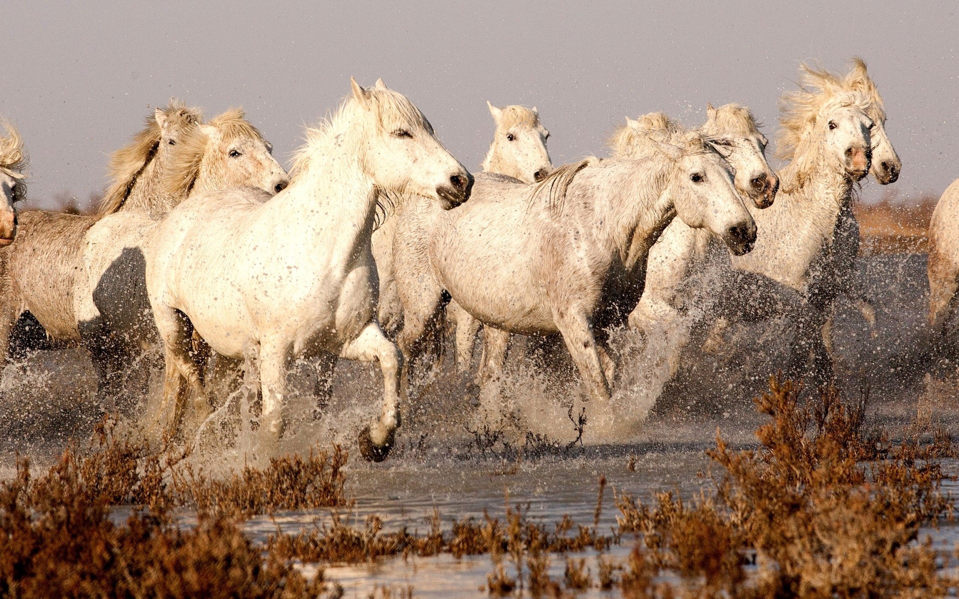 A herd of white horses running through water HD Wallpaper