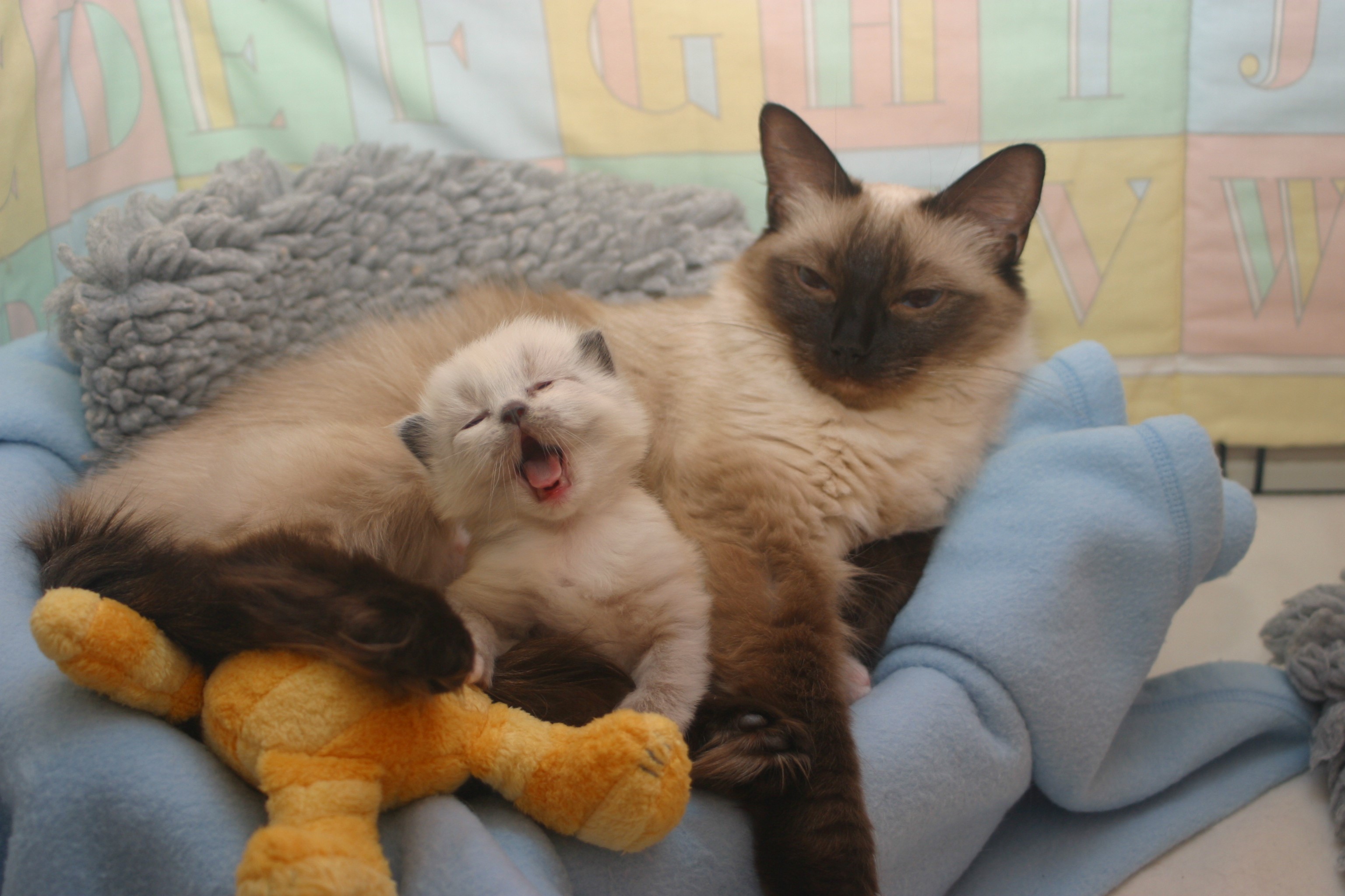 Mother and kitten cats resting on blankets HD Wallpaper
