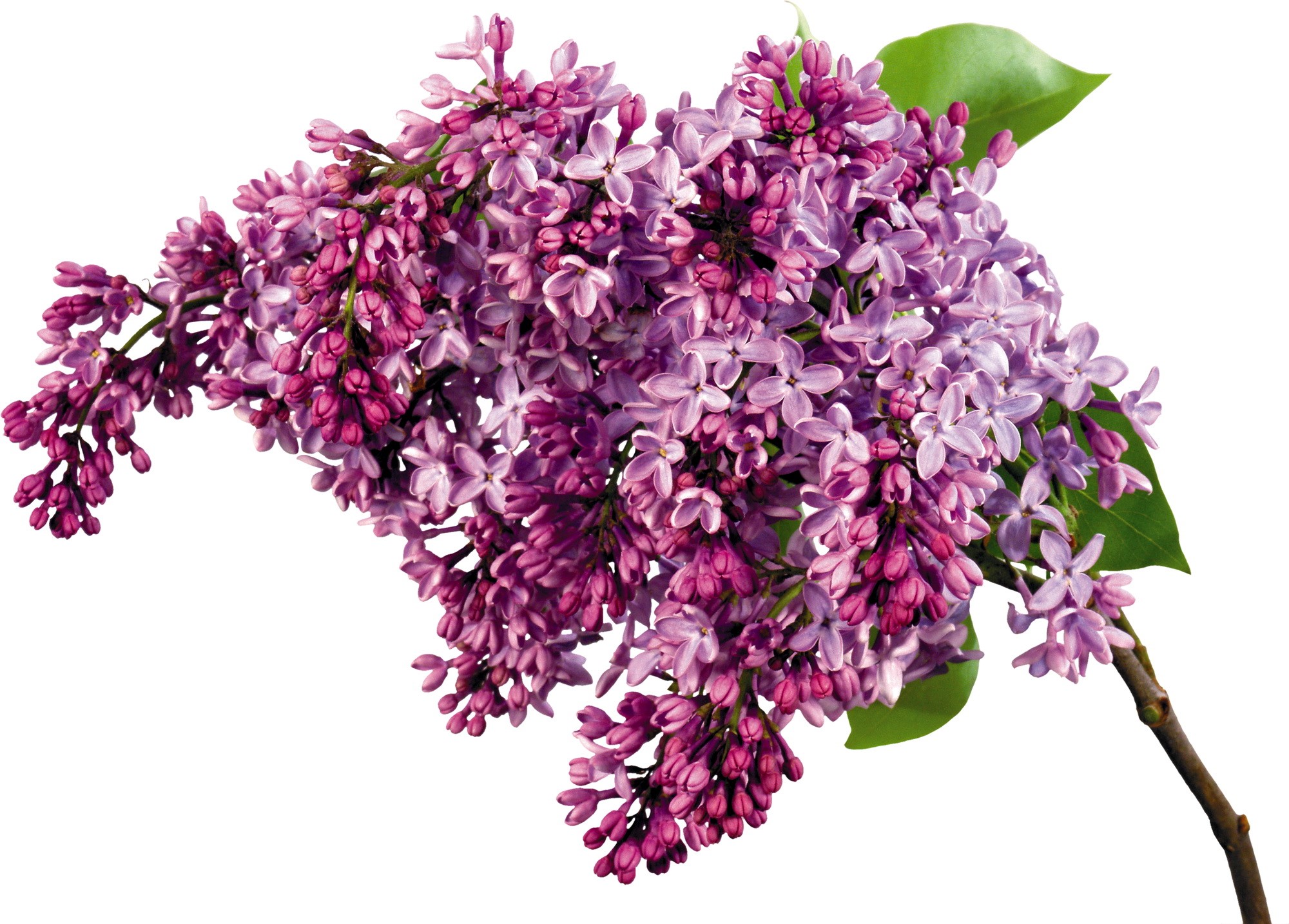 Purple Lilac Flowers on a Branch HD Wallpaper
