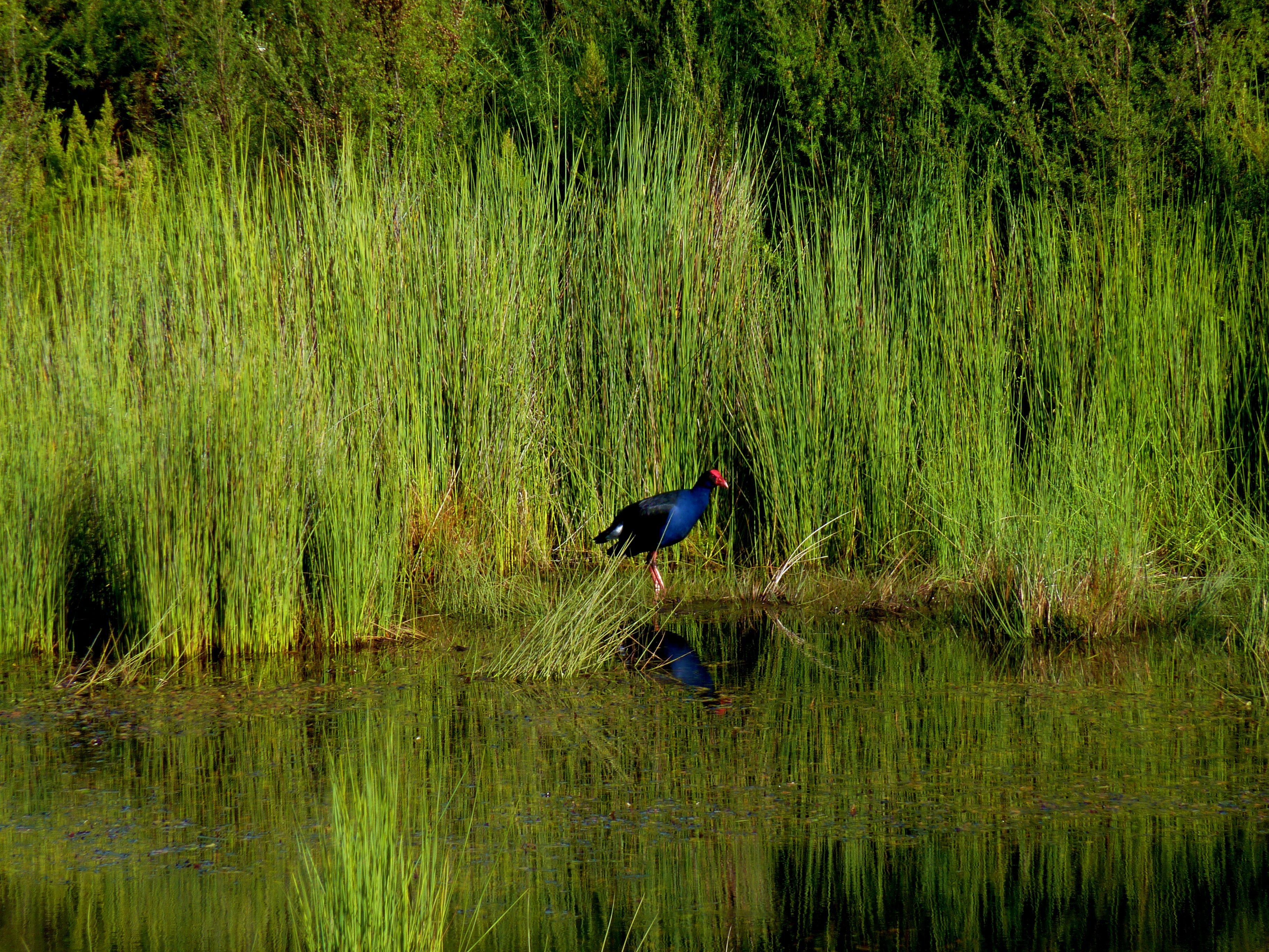 Purple swamphen standing in reeds by water HD Wallpaper