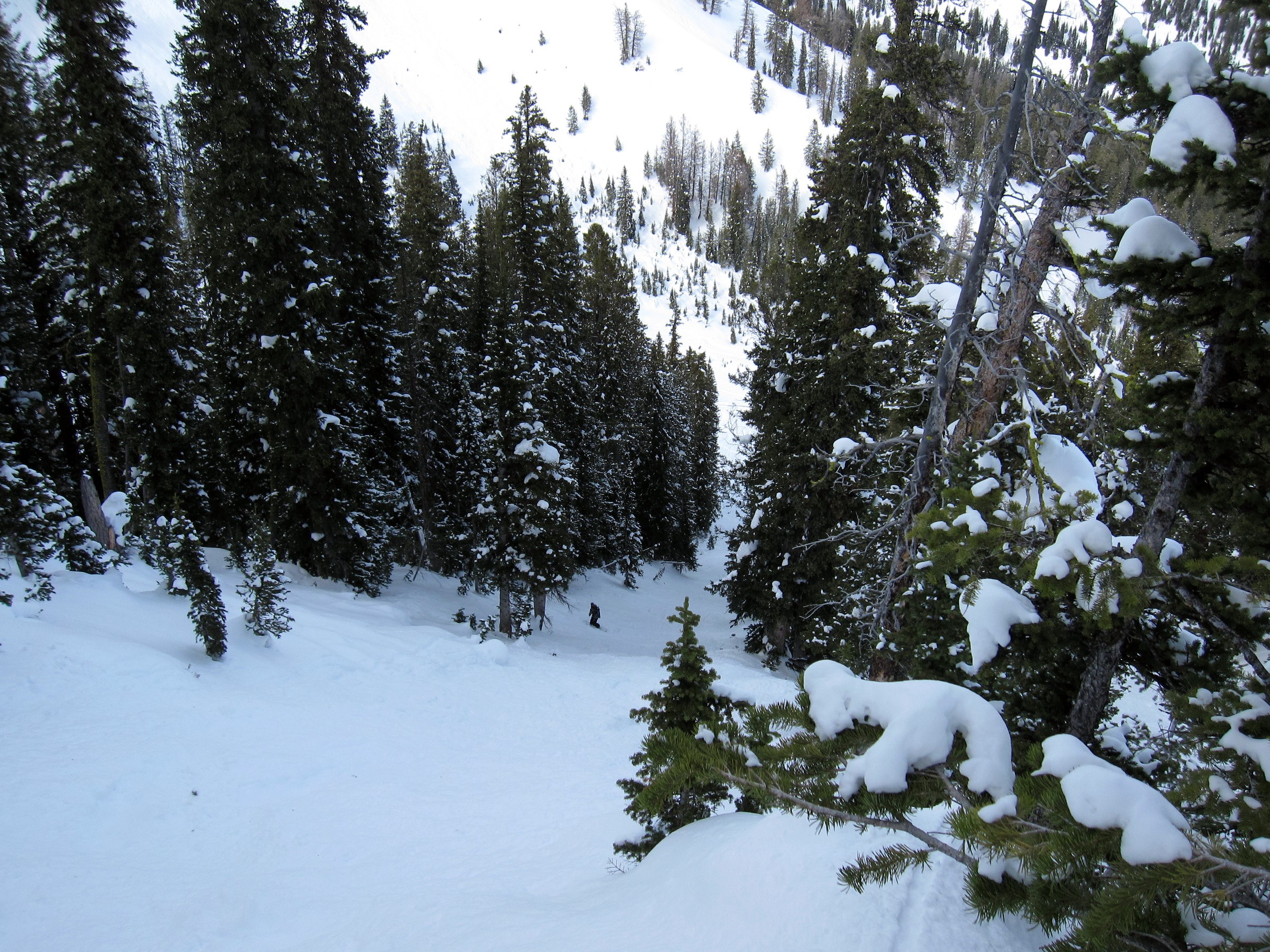 Snowy forest with a lone skier HD Wallpaper