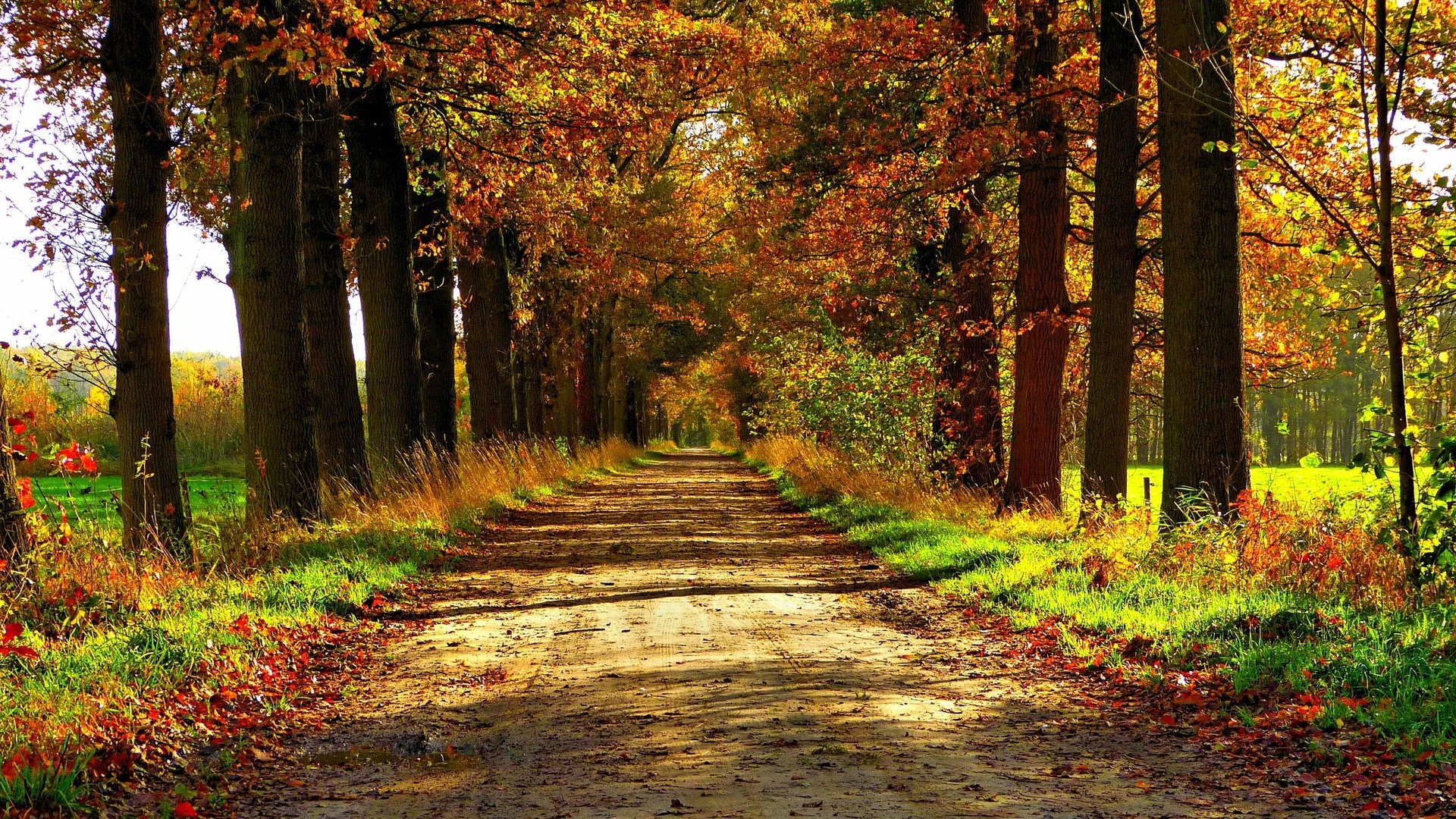 Dirt road lined with trees in autumn HD Wallpaper
