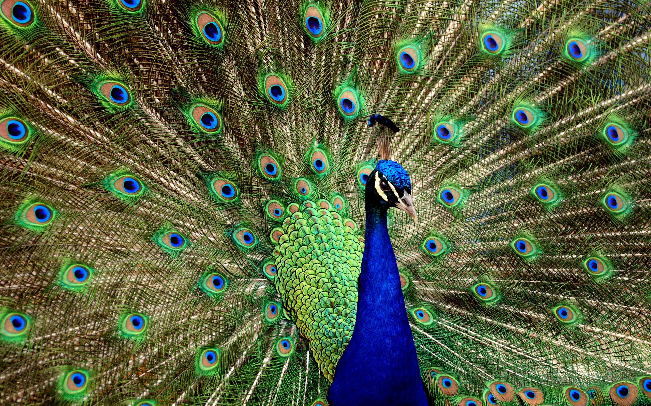 Peacock displaying its fanned tail feathers HD Wallpaper