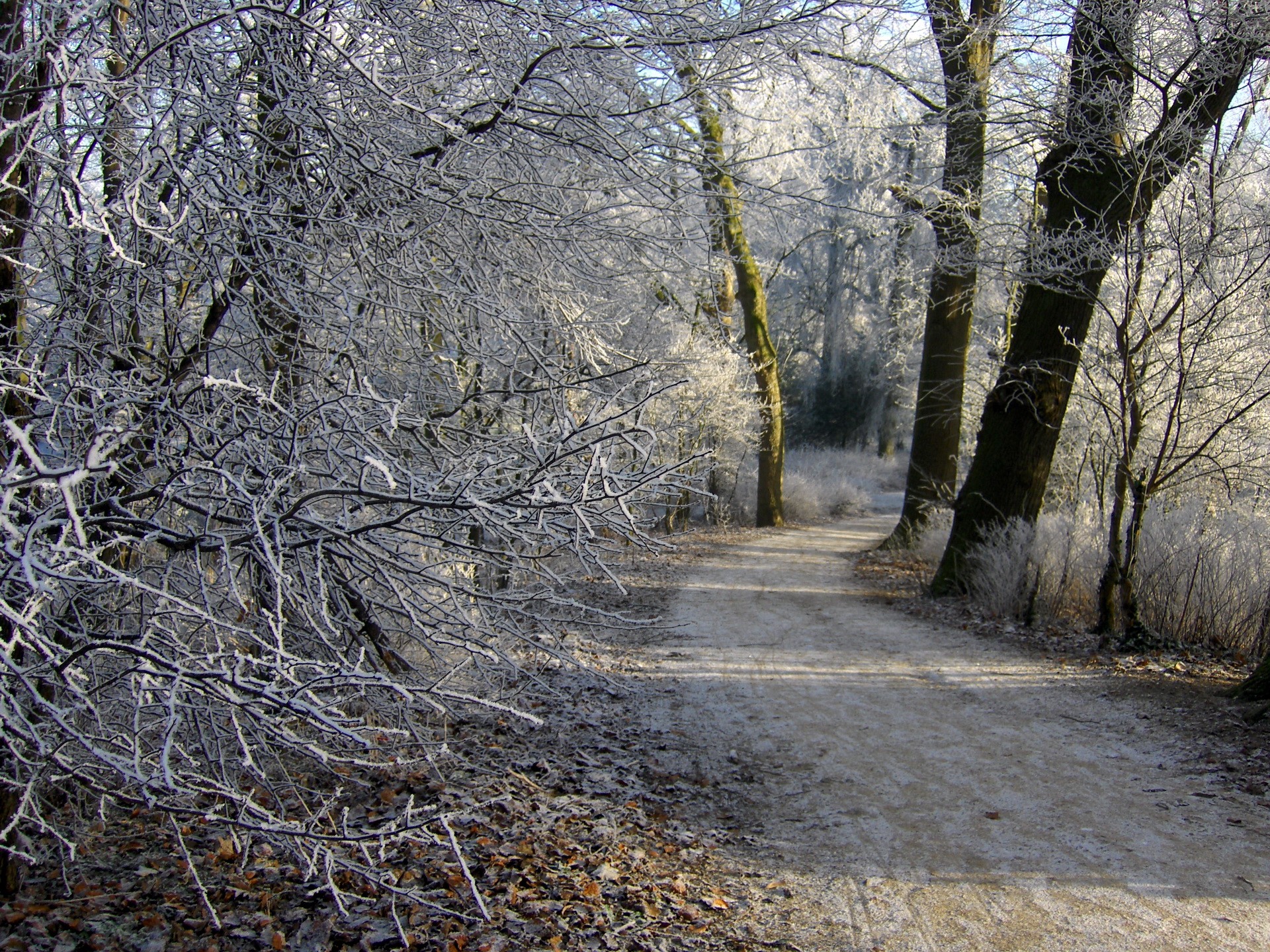 Winter forest path covered in frost and fallen leaves HD Wallpaper