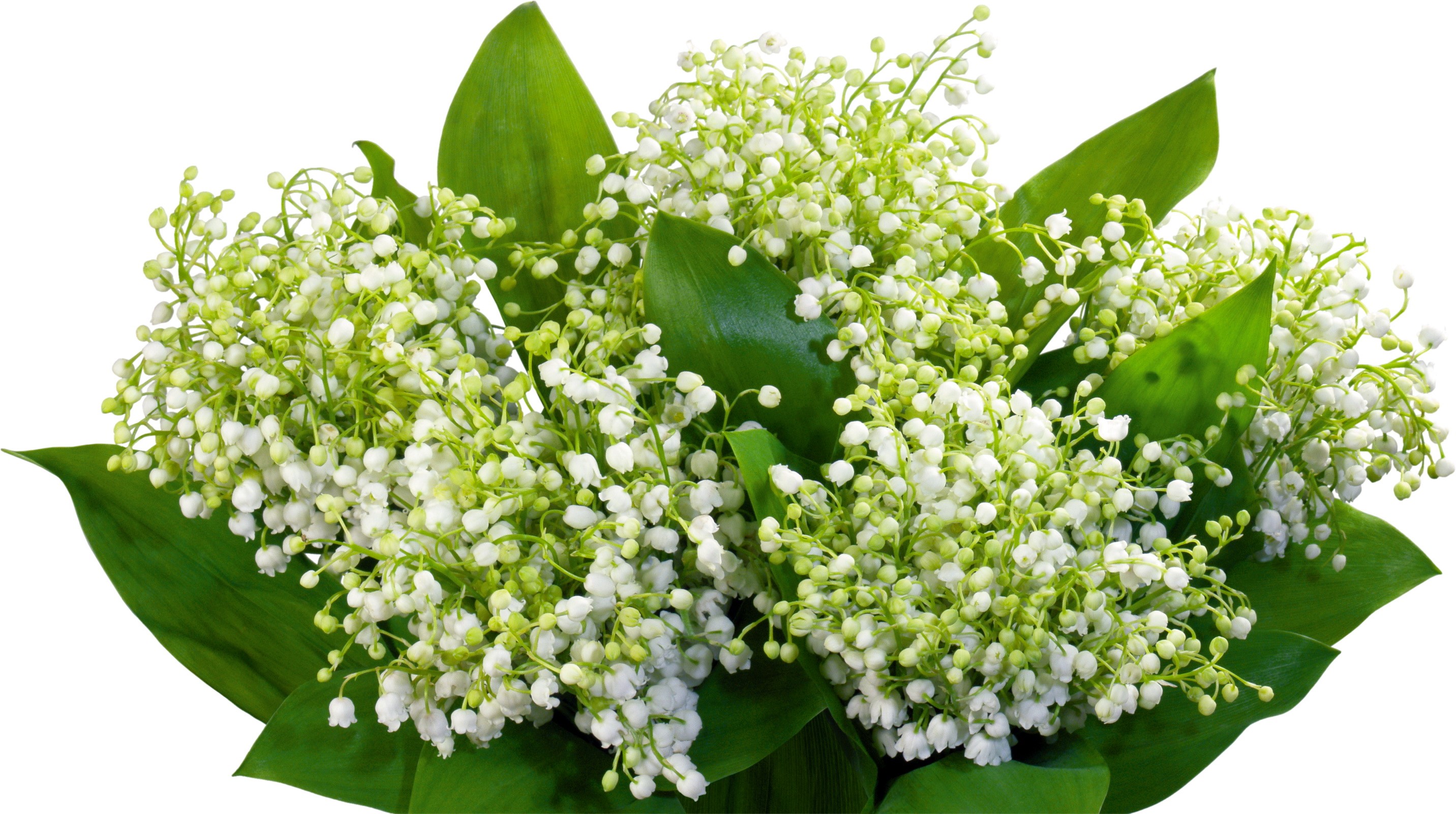 Bouquet of Lily of the Valley flowers HD Wallpaper