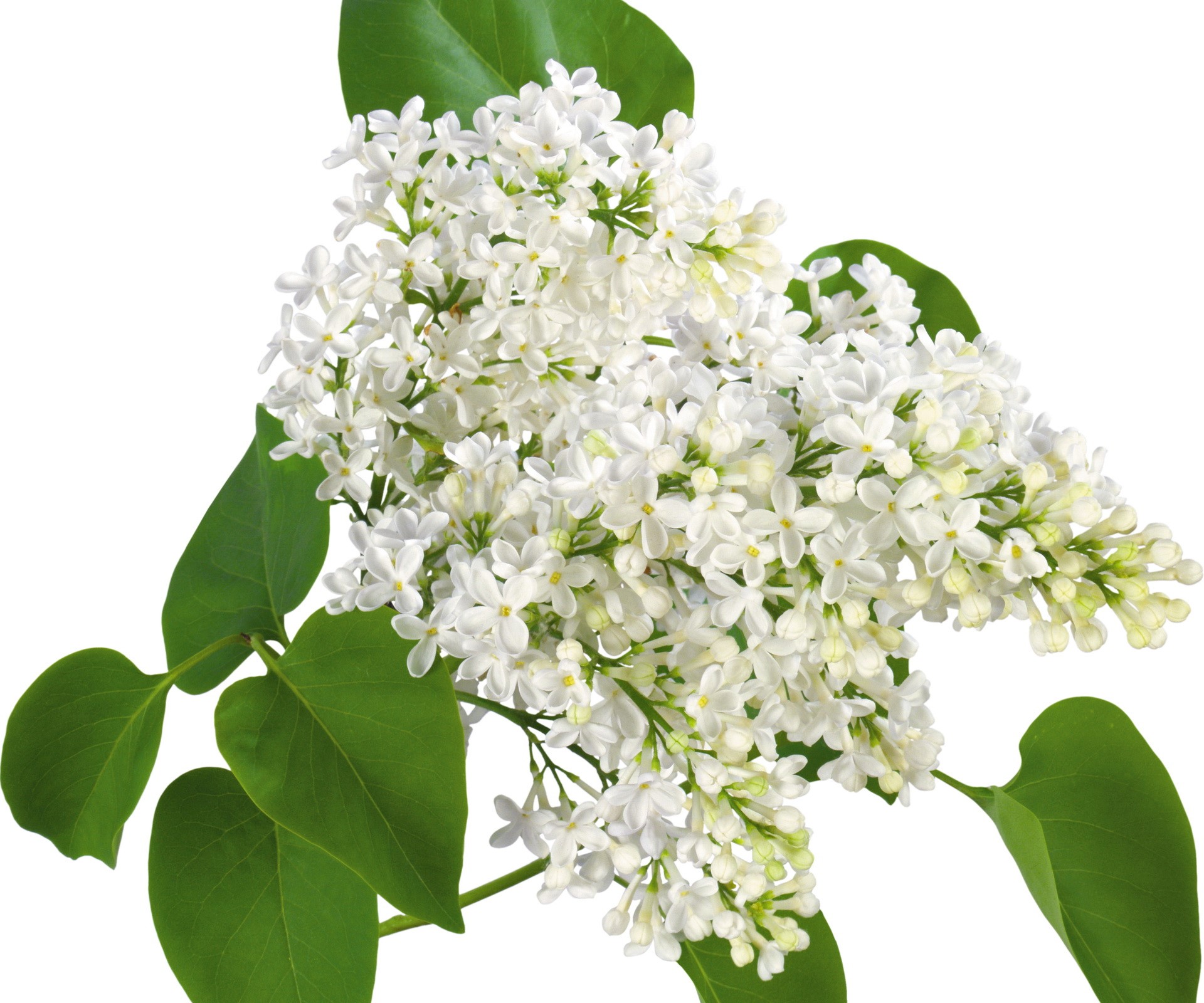 White Lilac Flowers with Green Leaves HD Wallpaper