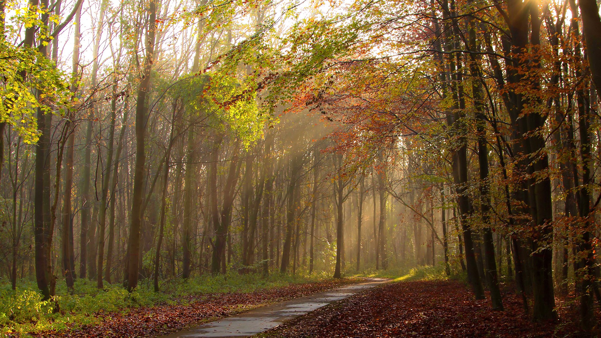 Autumn forest path with sunbeams HD Wallpaper