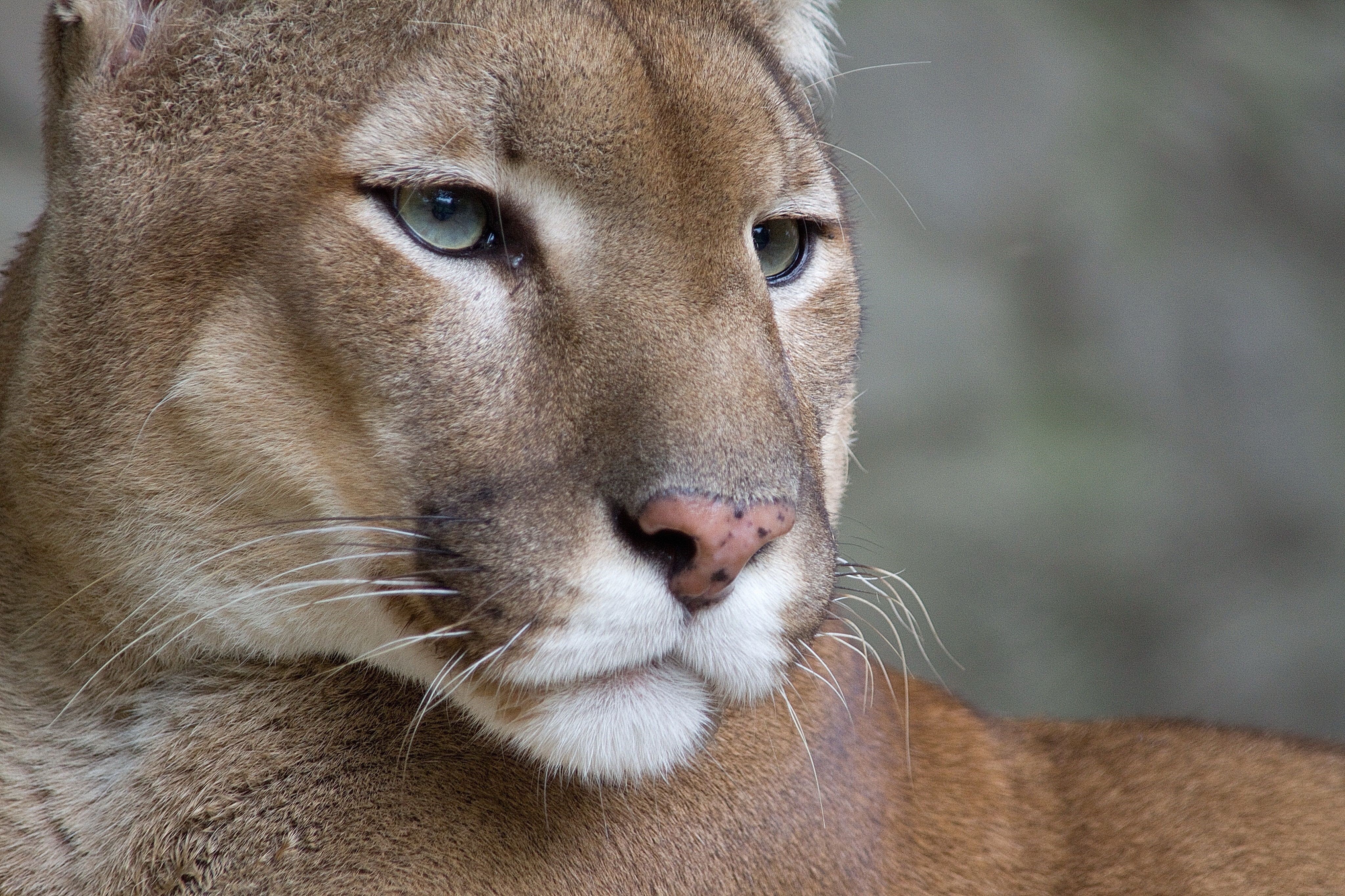 4K Puma Close-up HD Wallpaper