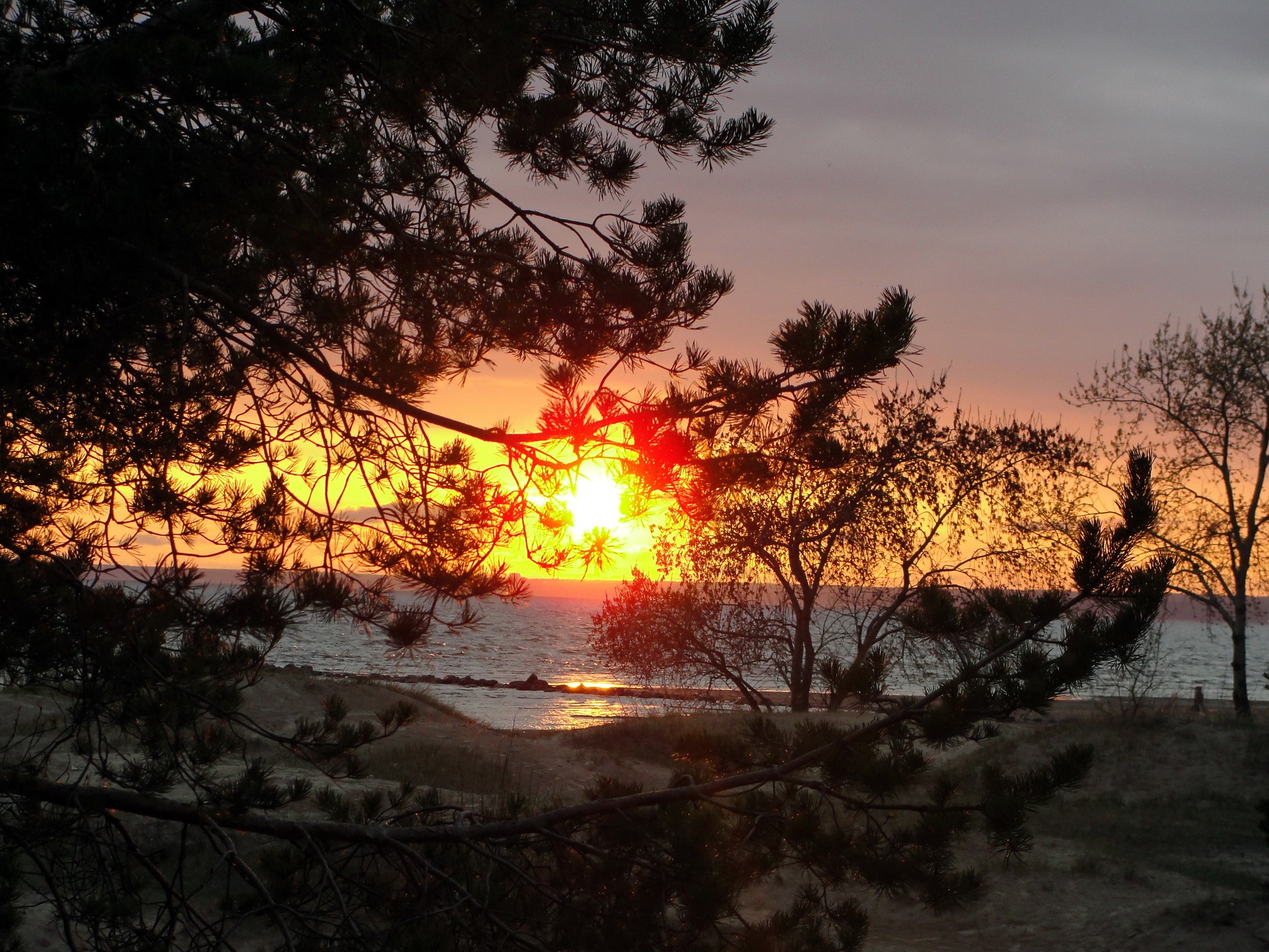 Sunset over the ocean viewed through pine trees HD Wallpaper
