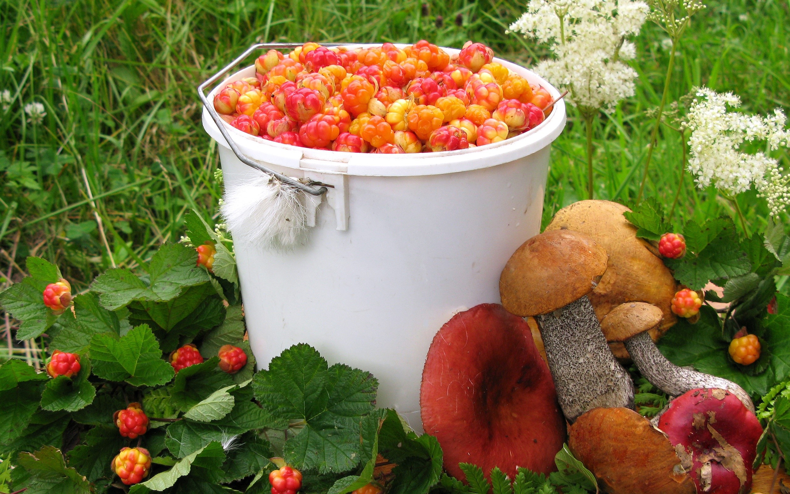 Bucket of Cloudberries and Mushrooms in Grass HD Wallpaper