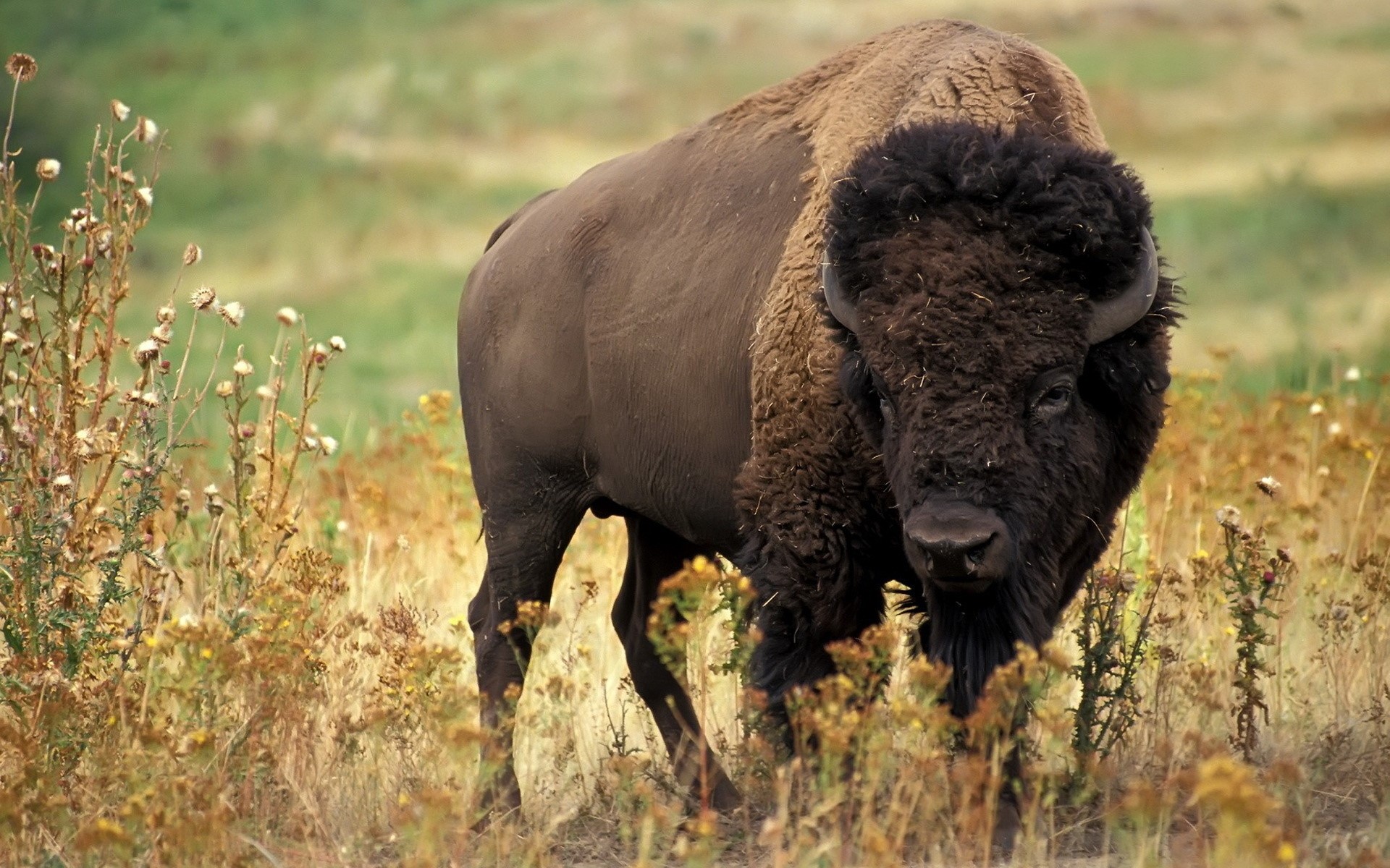 American Bison in a grassy field HD Wallpaper