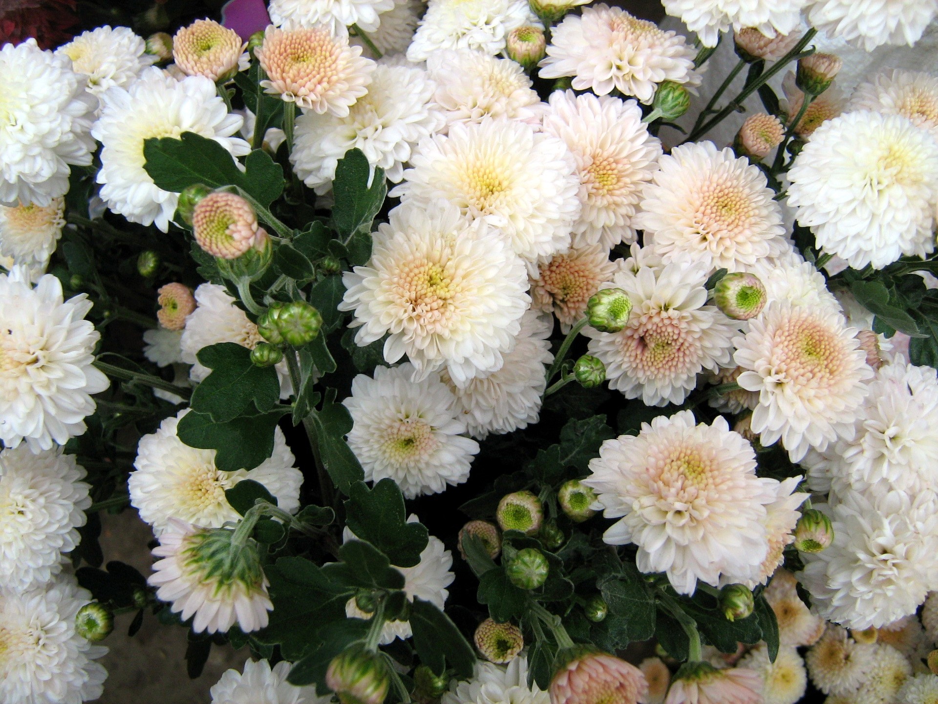 A bouquet of white and pale pink chrysanthemums HD Wallpaper