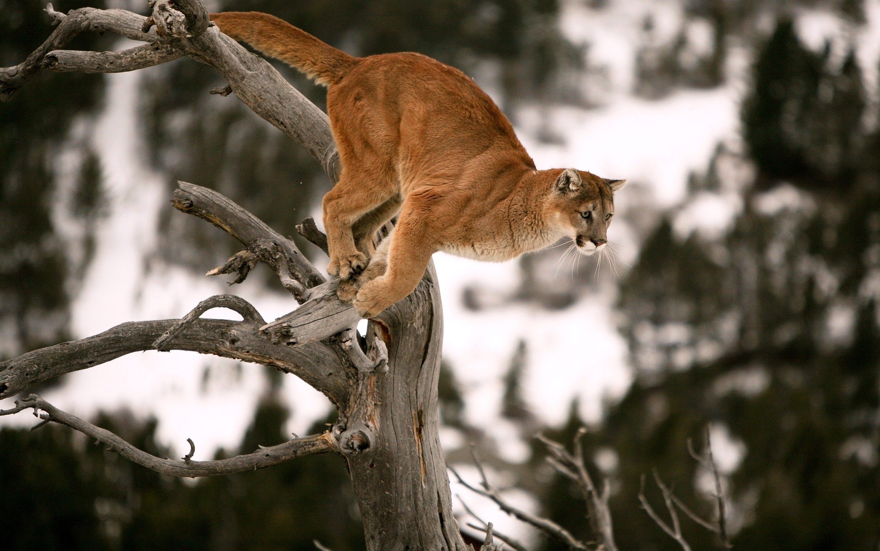 Cougar on a dead tree branch in winter HD Wallpaper