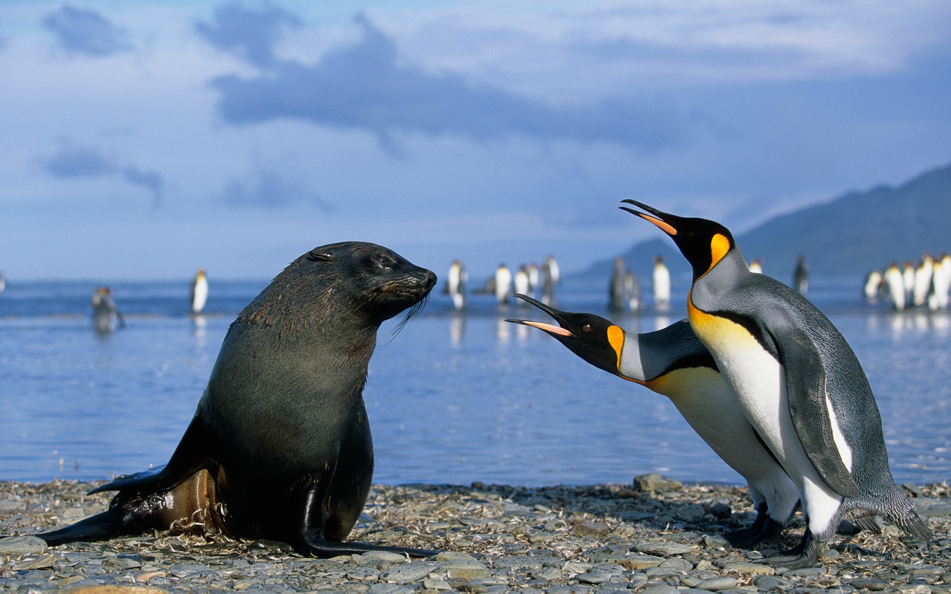 Seal and penguins on a rocky shore HD Wallpaper