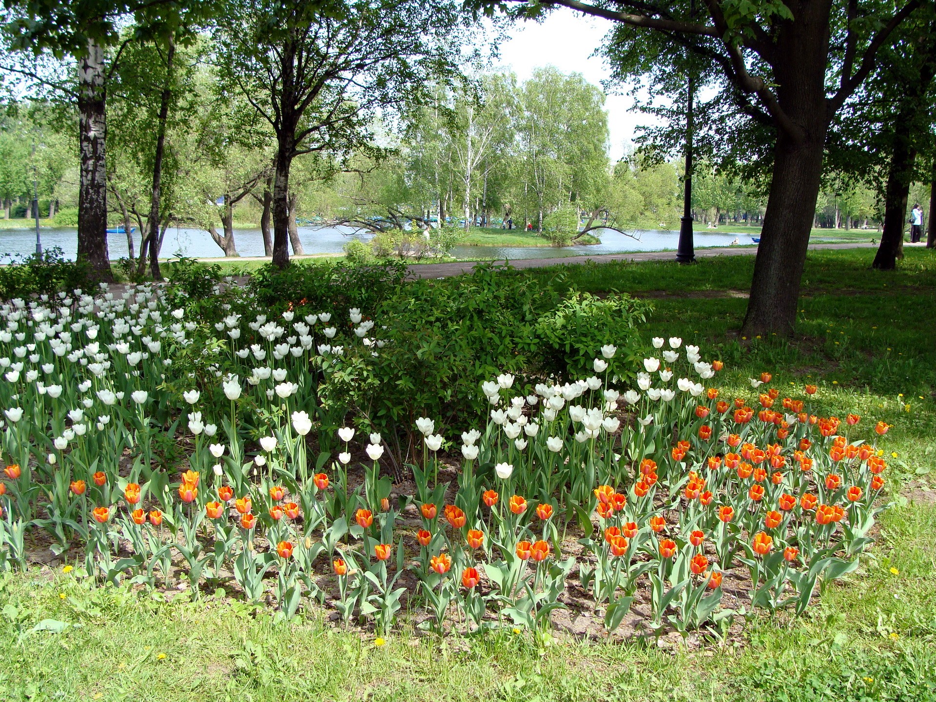 Park with tulips and a lake HD Wallpaper