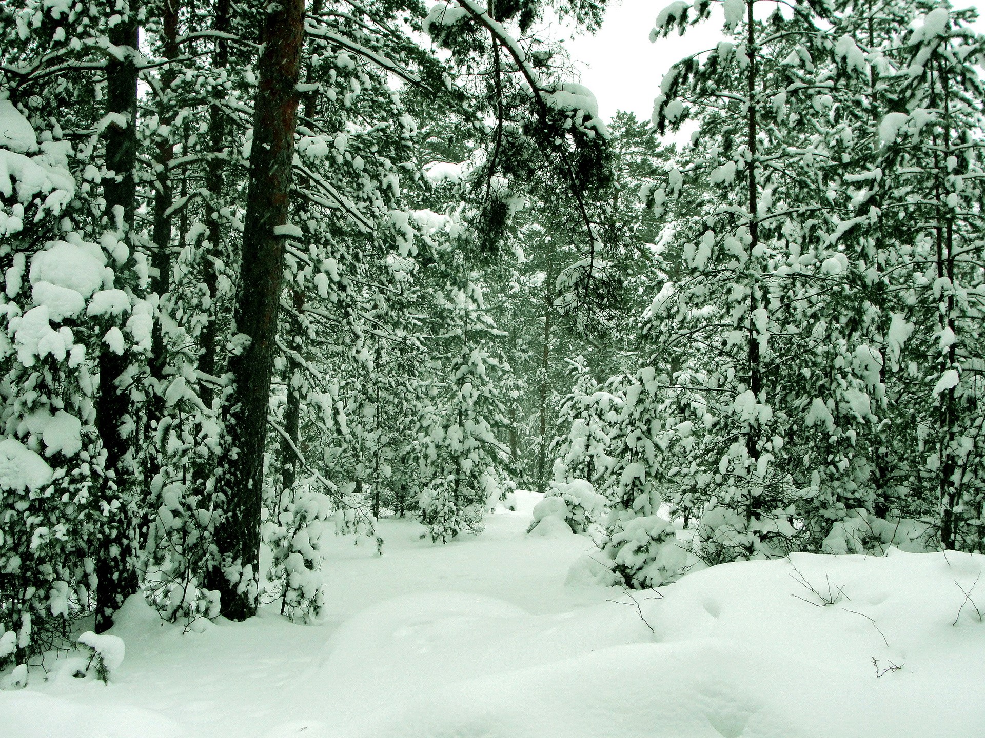 Snowy forest path in winter HD Wallpaper