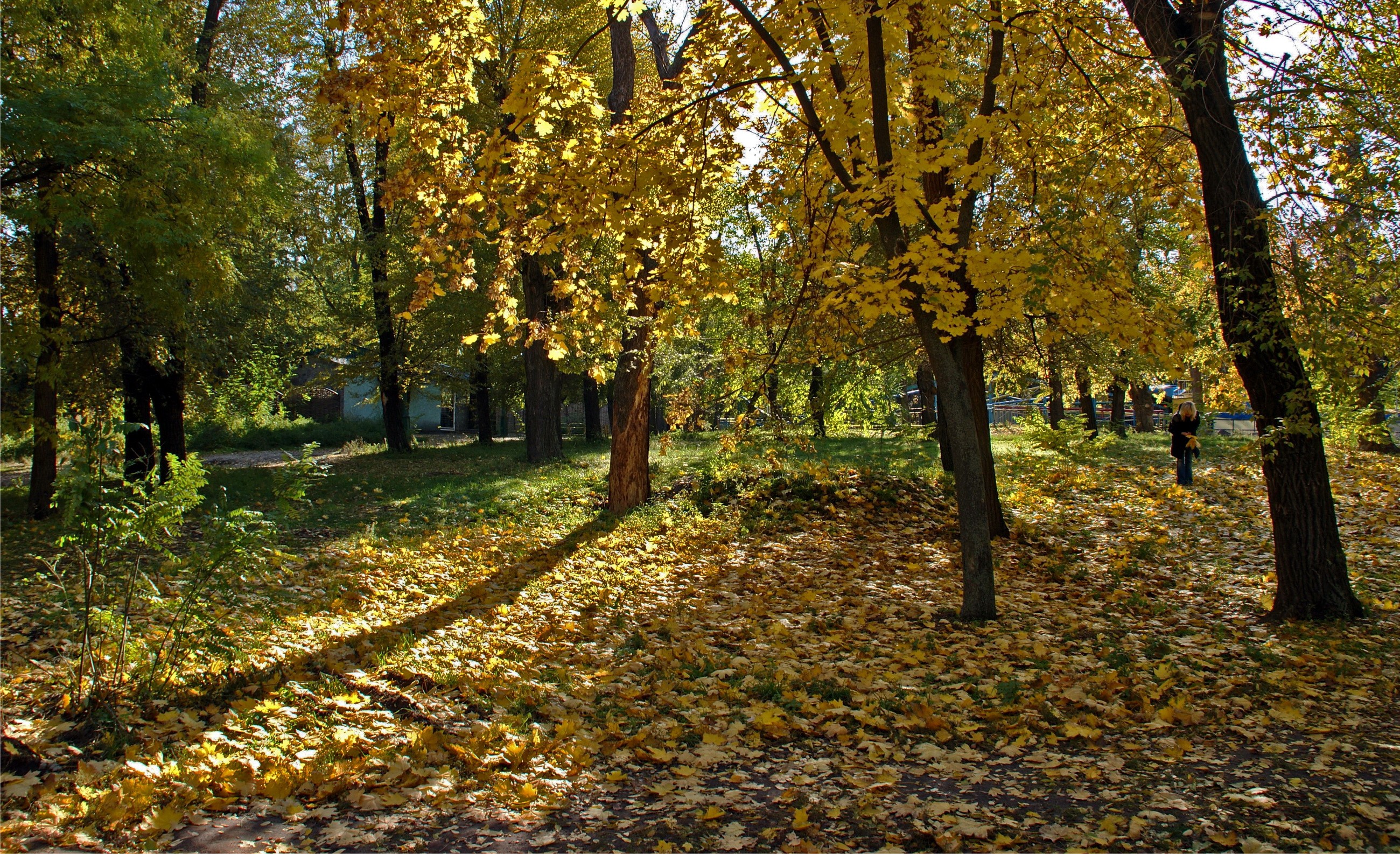 Autumn park with fallen leaves and trees HD Wallpaper
