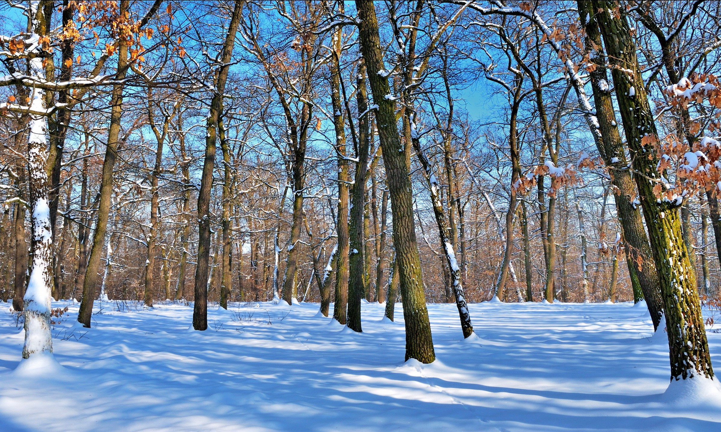 Snowy forest with bare trees and blue sky HD Wallpaper