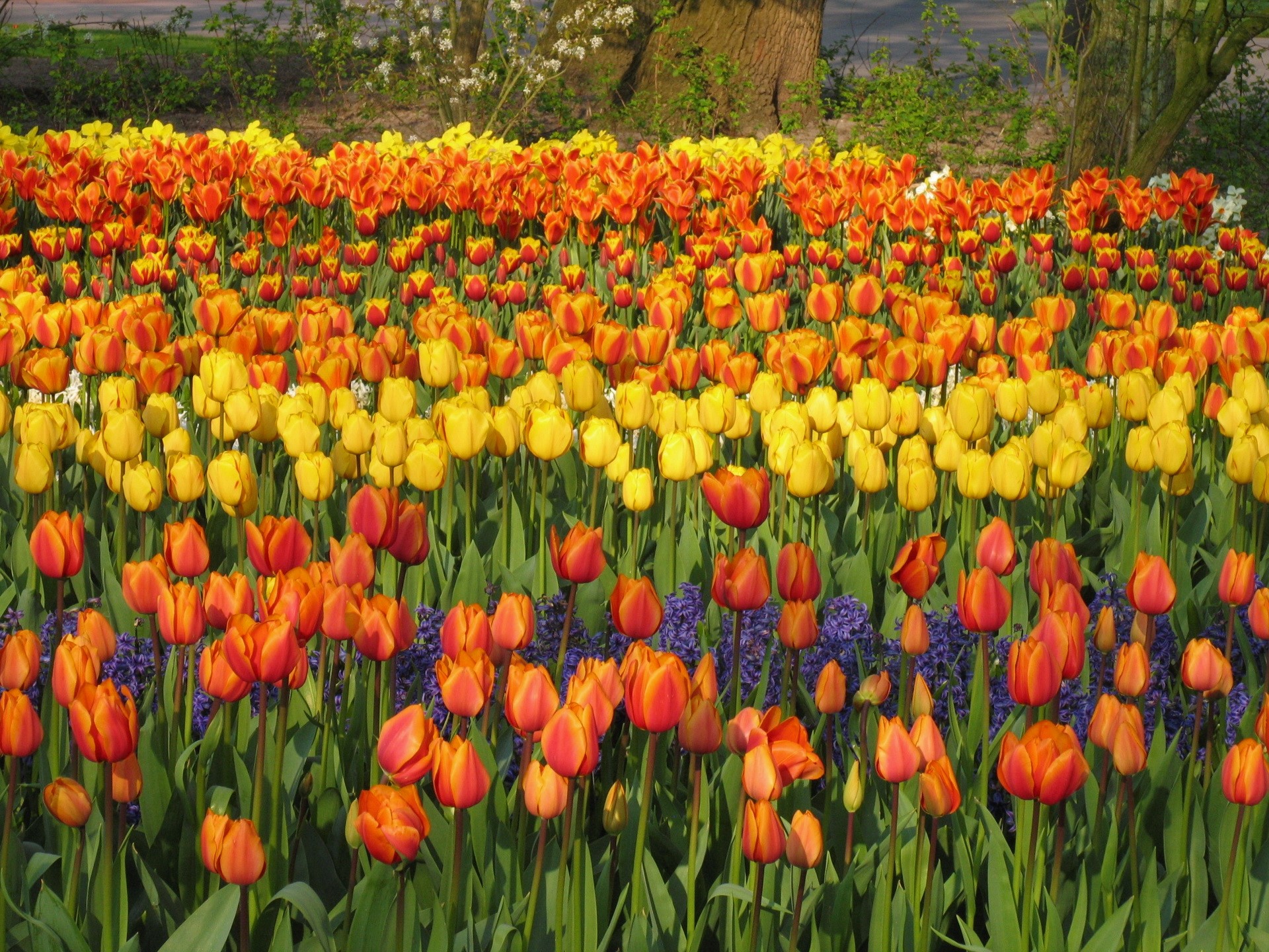 Field of Orange and Yellow Tulips HD Wallpaper
