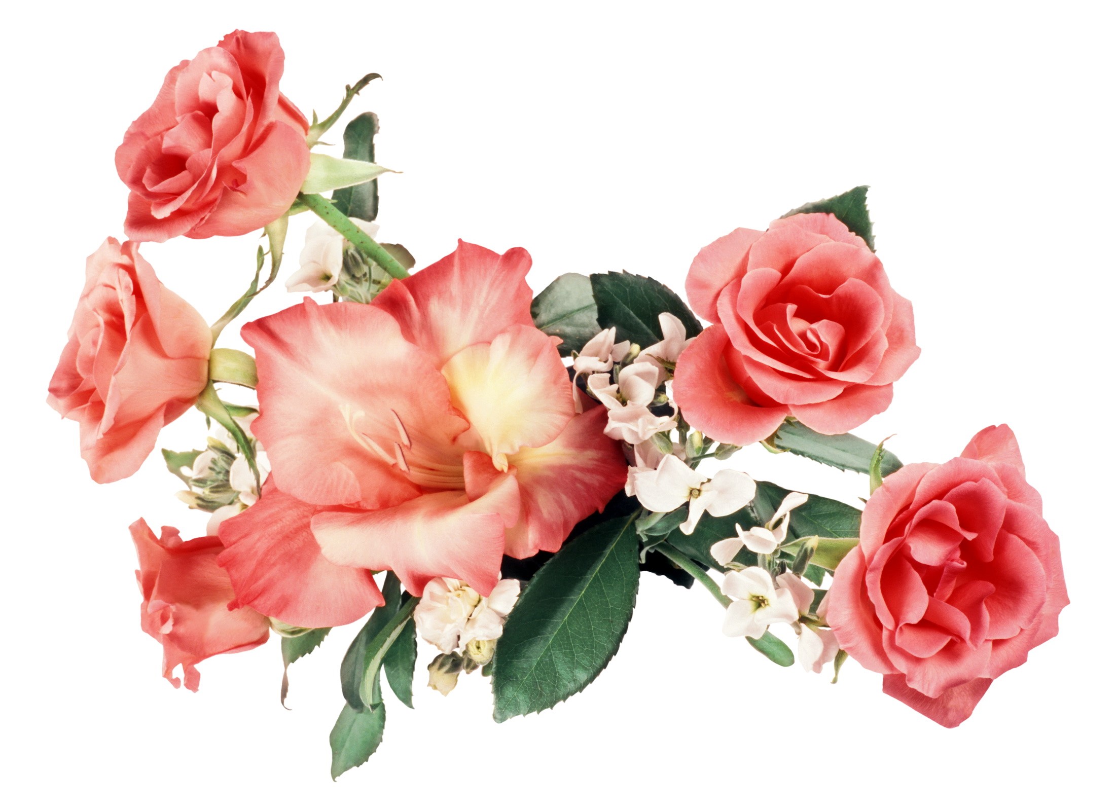Coral Roses and Gladiolus Arrangement HD Wallpaper