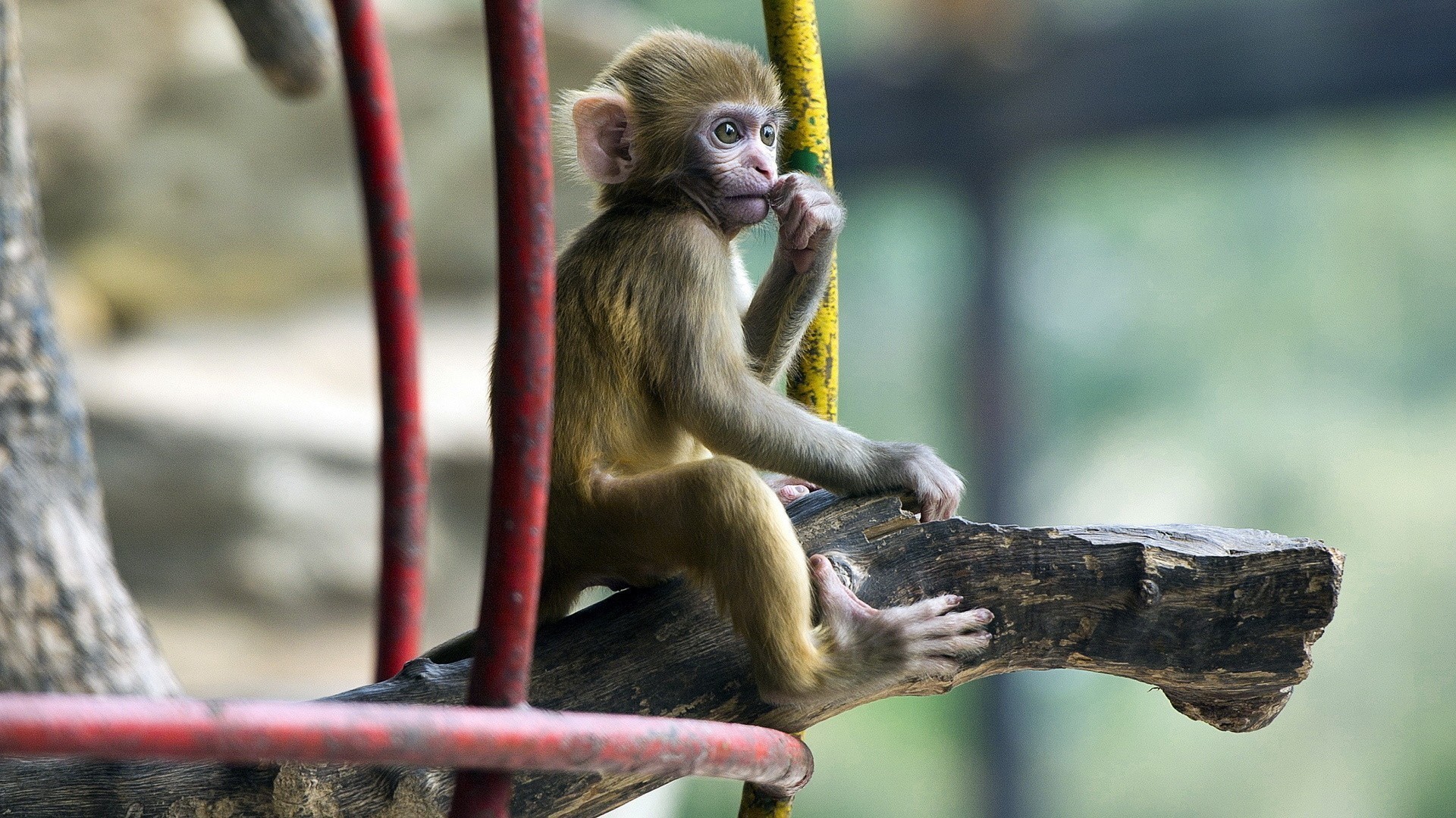 Young monkey sitting on a branch HD Wallpaper