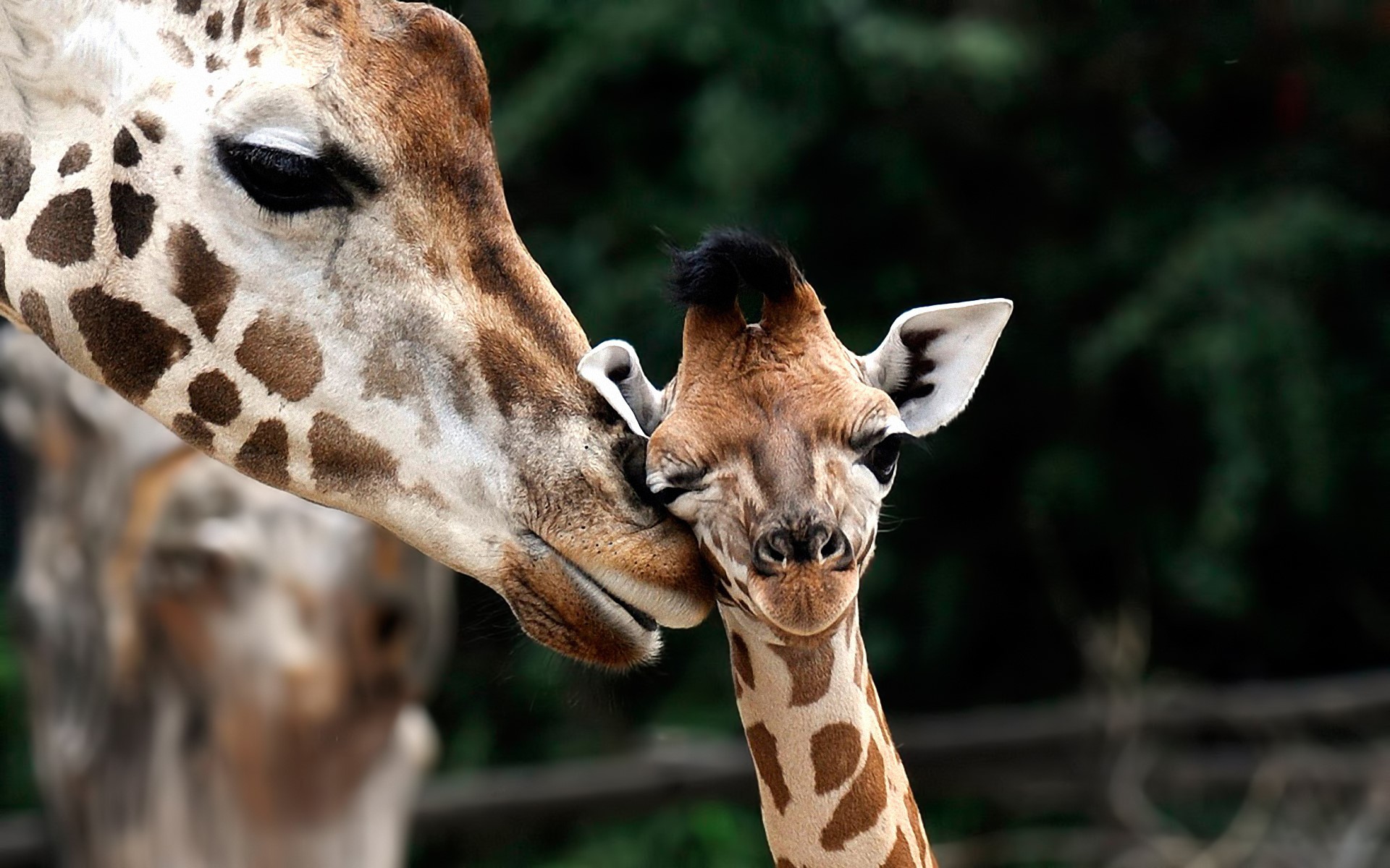 Mother and baby giraffe interacting HD Wallpaper