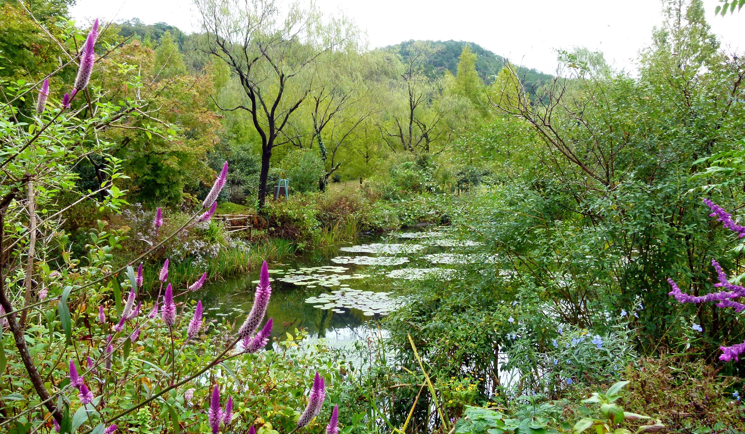 Park with pond and purple flowers HD Wallpaper