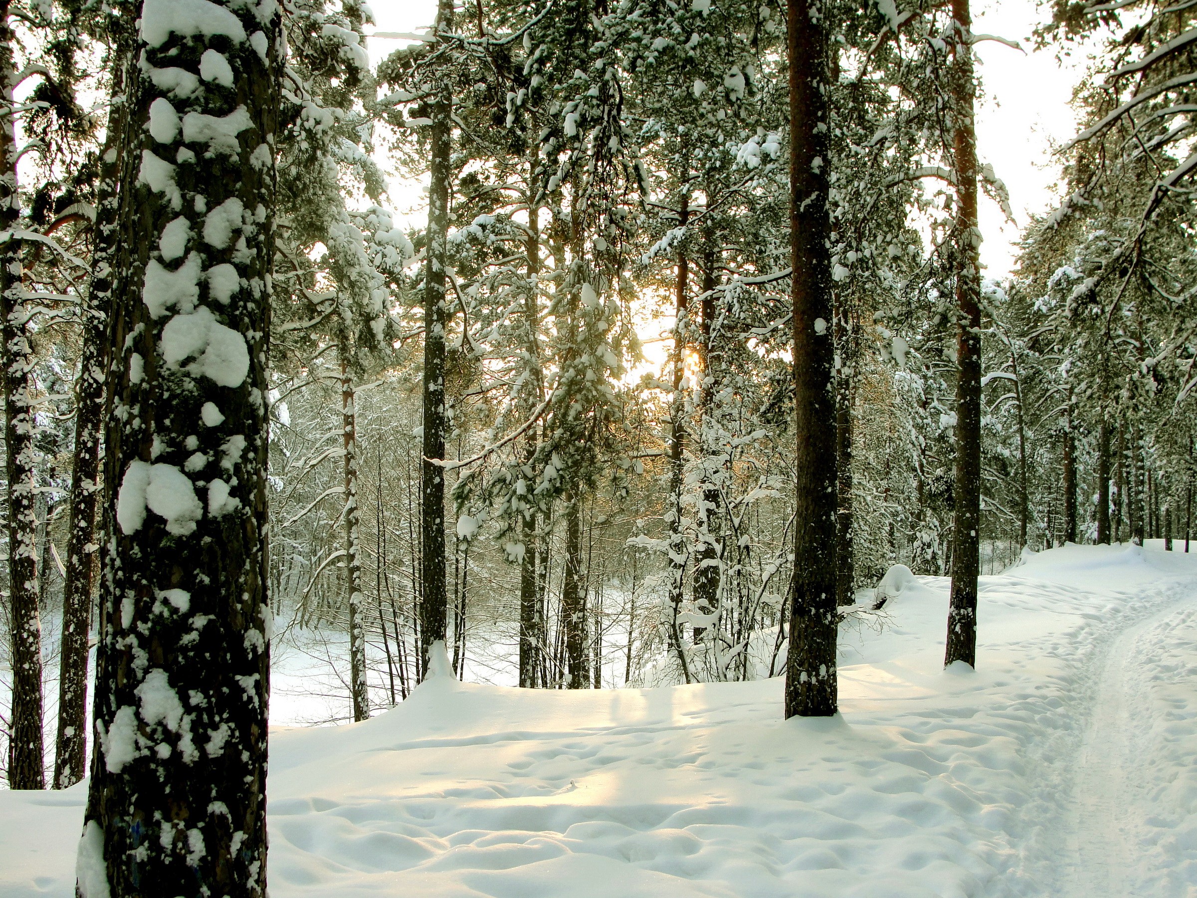 Snowy forest path with sunbeams HD Wallpaper