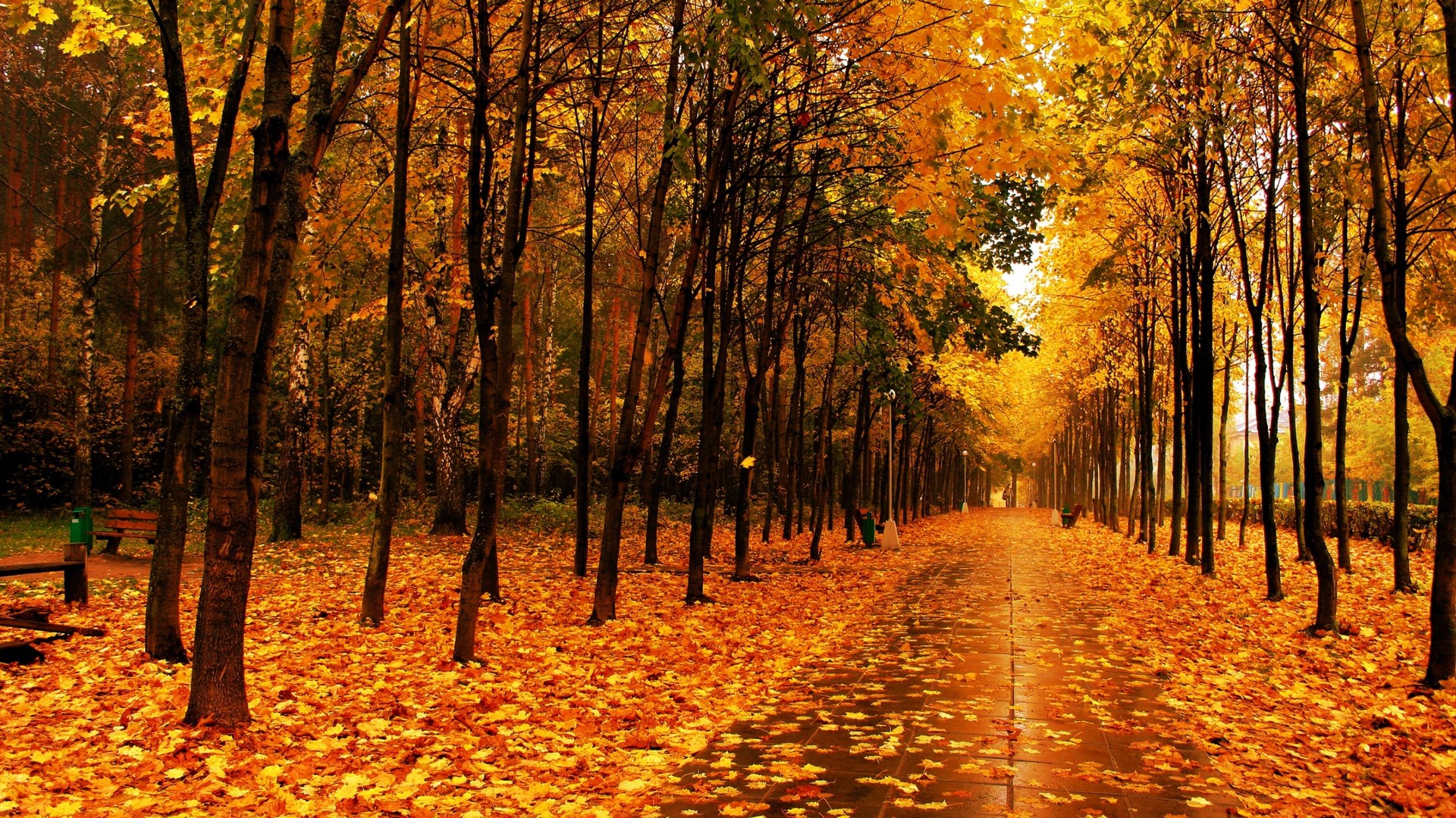 Autumn park path covered in fallen leaves HD Wallpaper