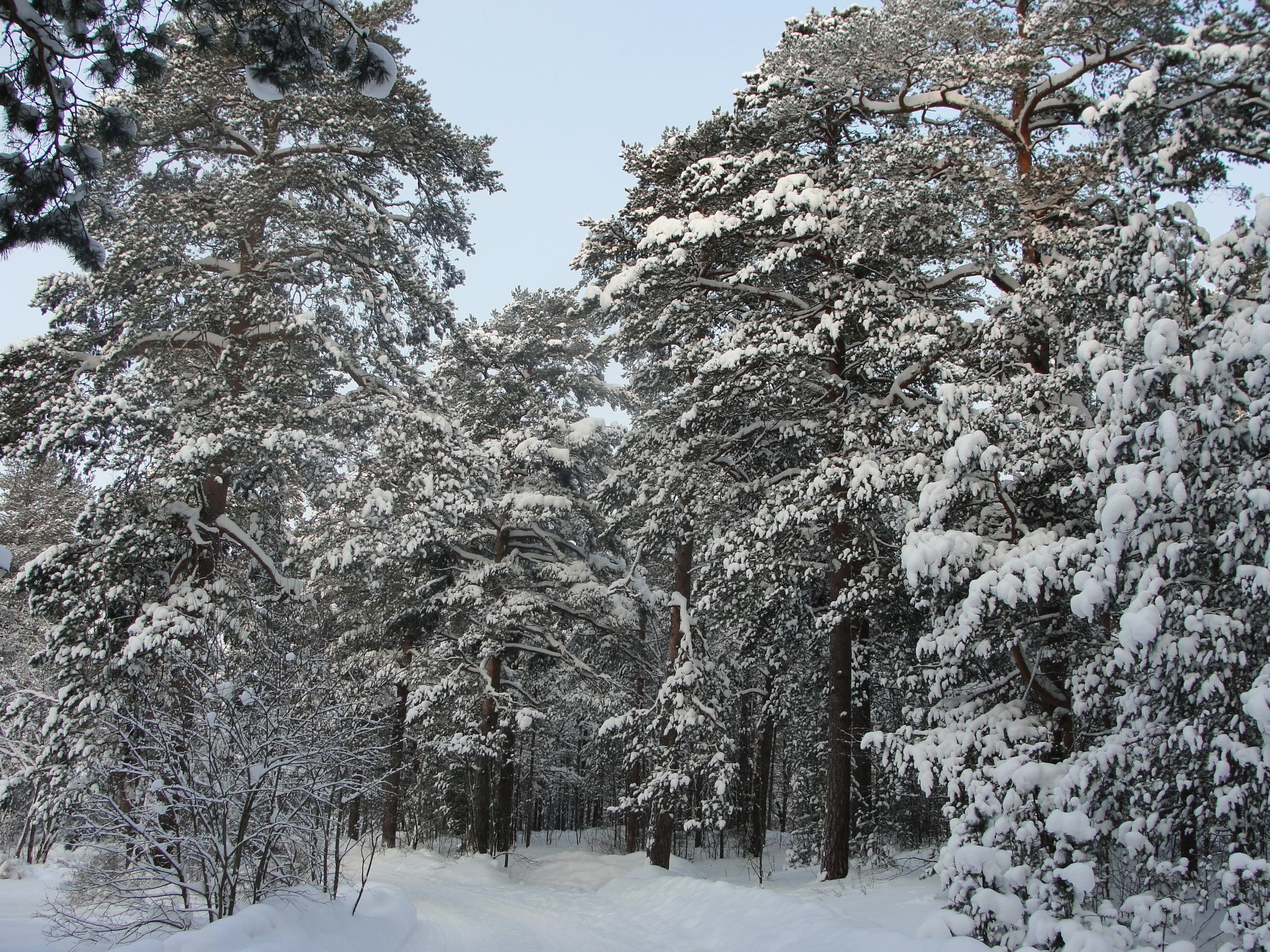 Snow-covered pine forest path in winter HD Wallpaper