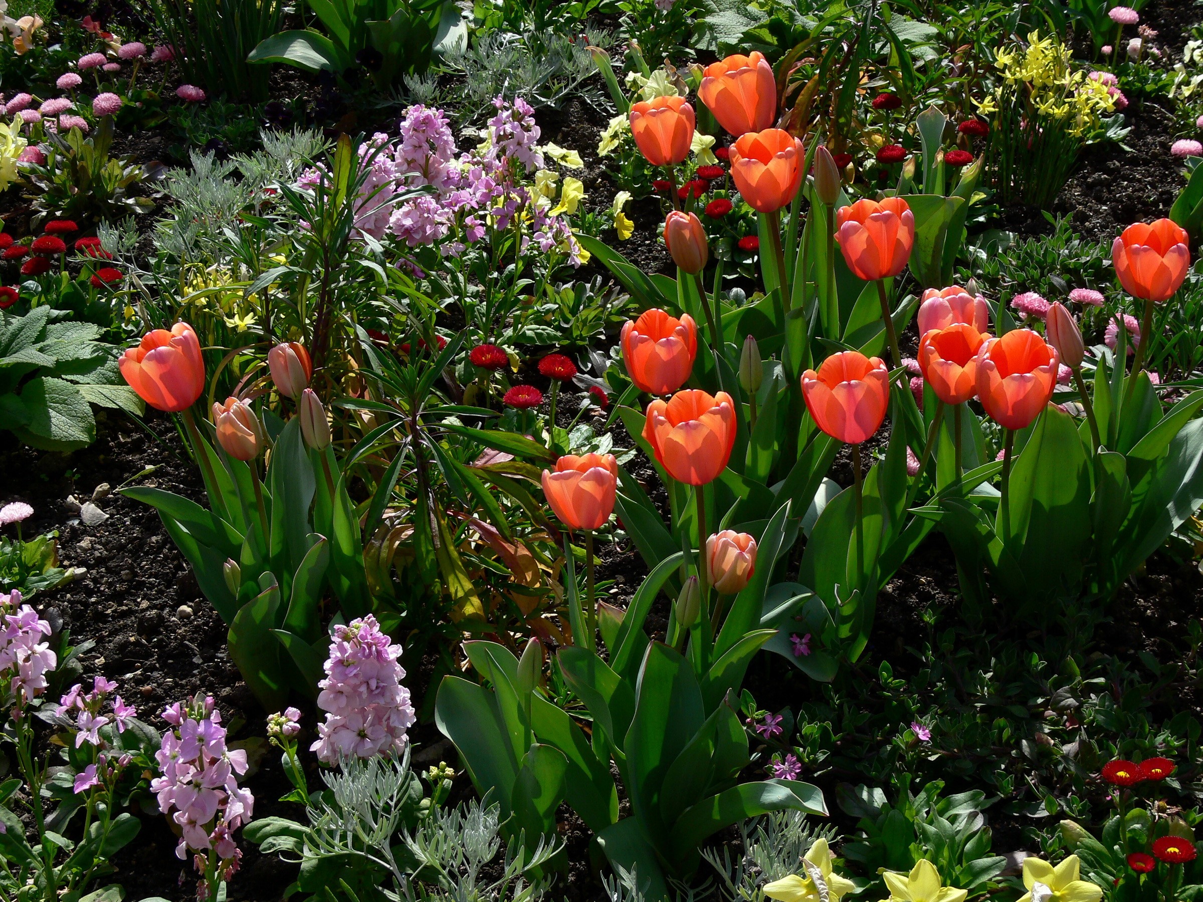Orange tulips and pink flowers in a garden HD Wallpaper