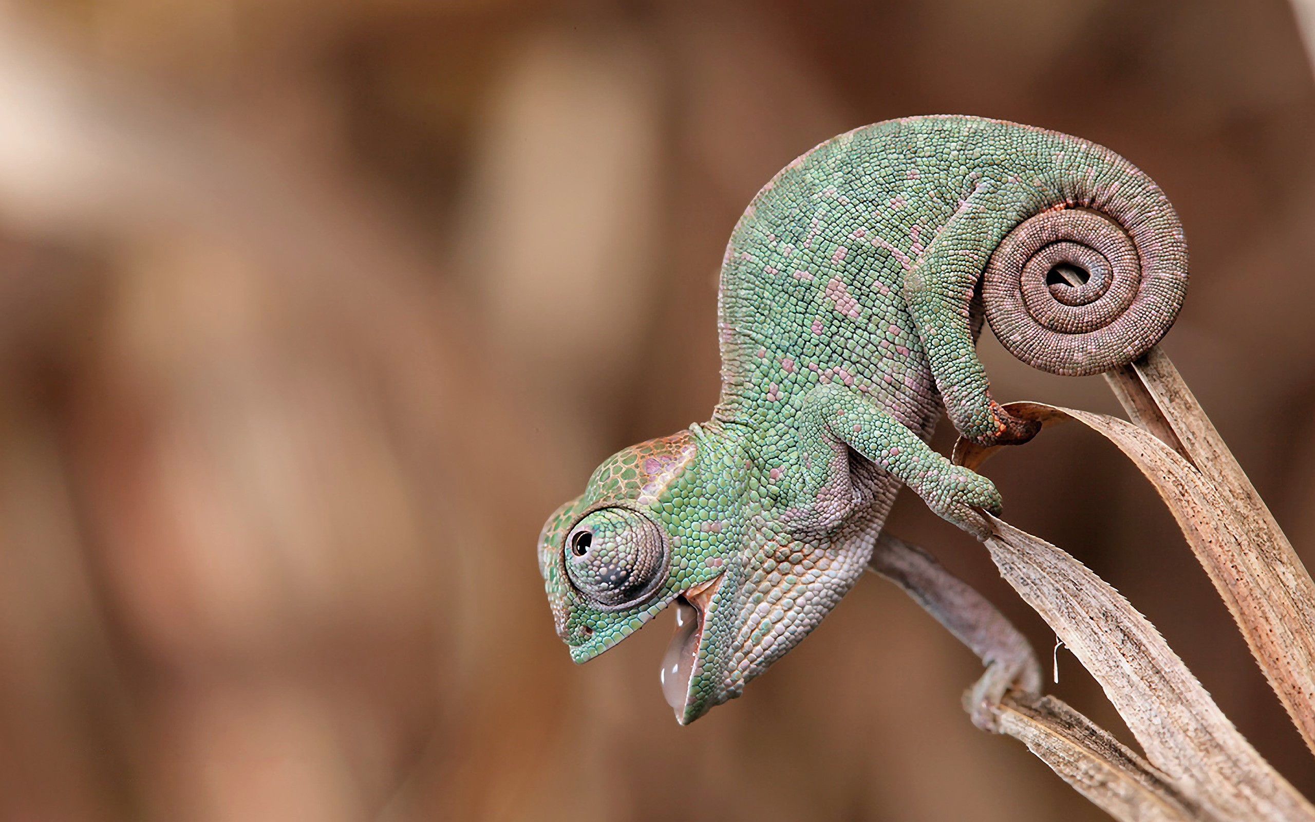 Chameleon with curled tail on dry grass HD Wallpaper