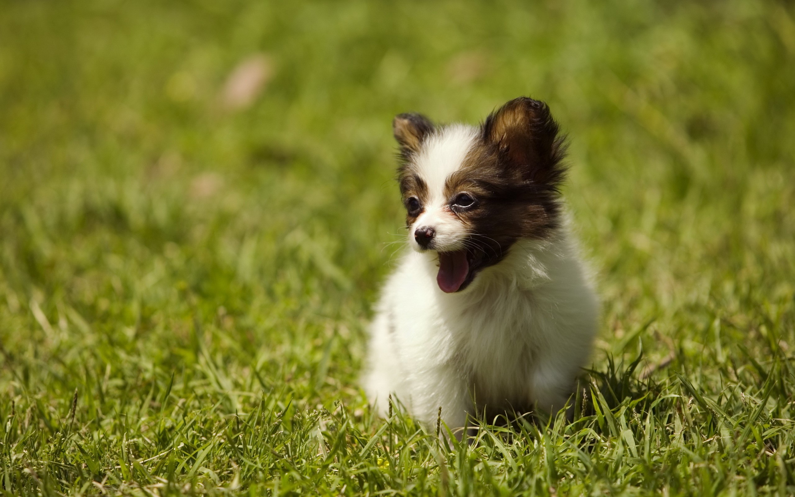 Papillon puppy yawning in green grass HD Wallpaper