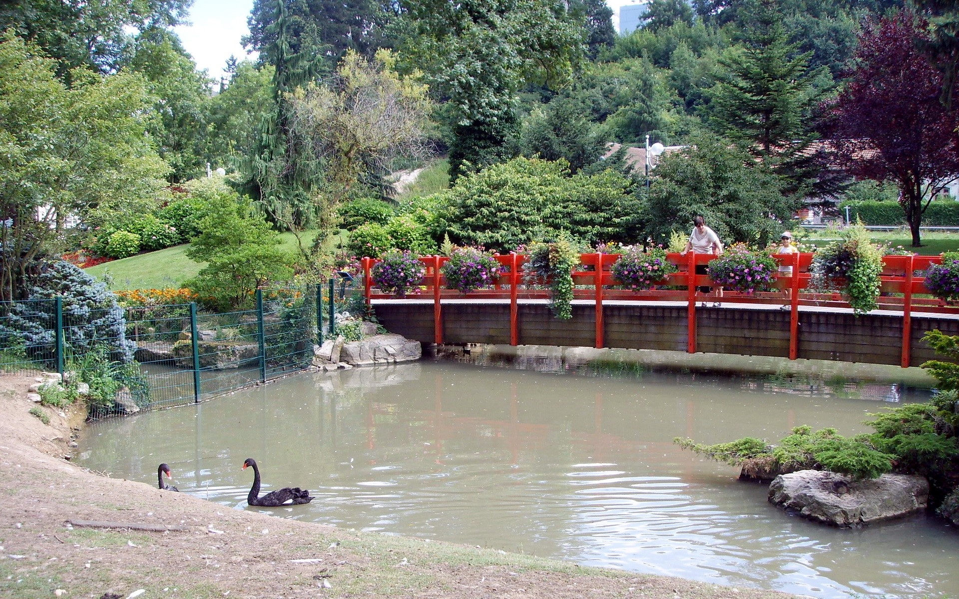 Park with a pond, bridge, and black swans HD Wallpaper