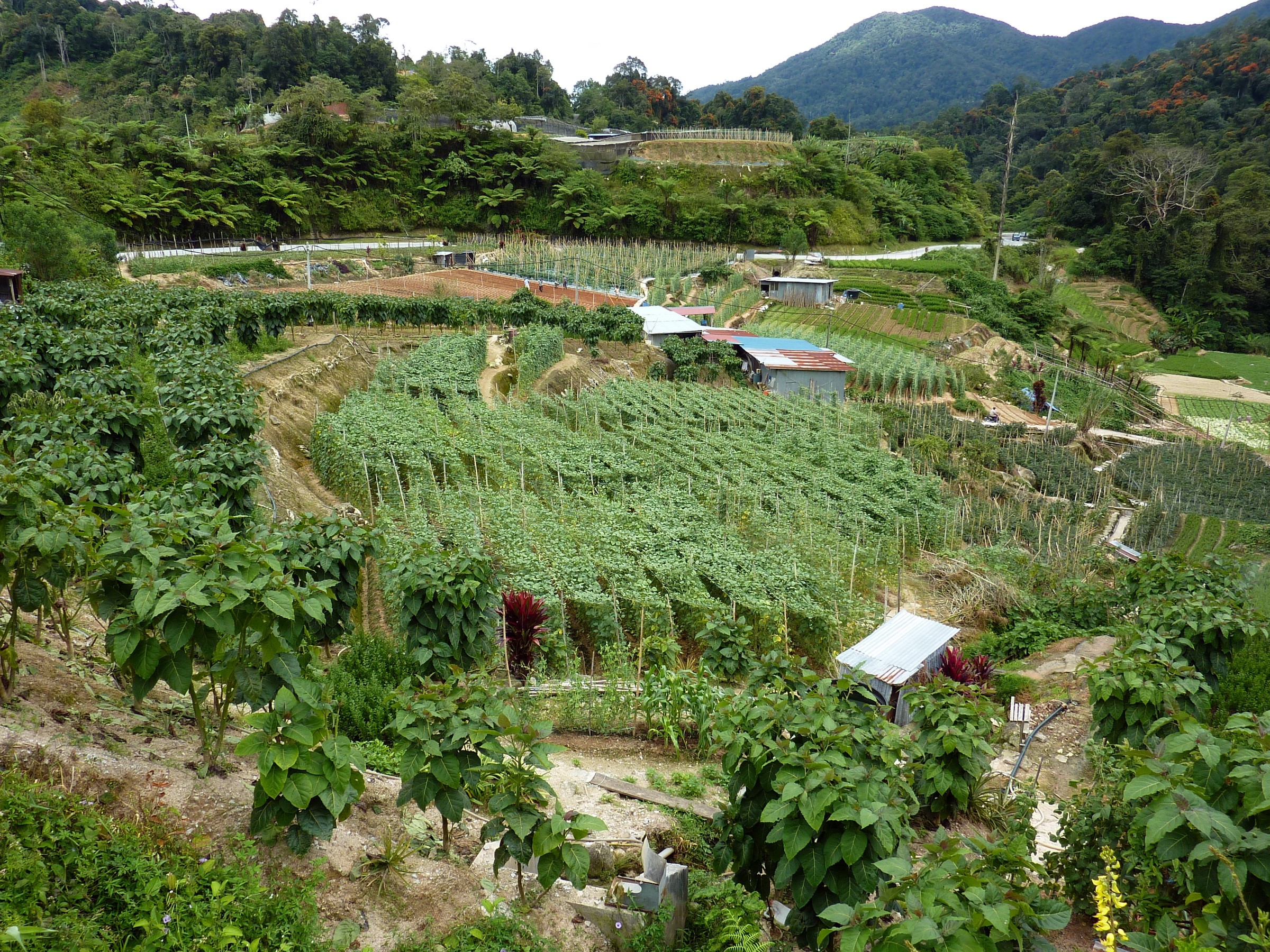 Terraced vegetable farms on a tropical hillside HD Wallpaper