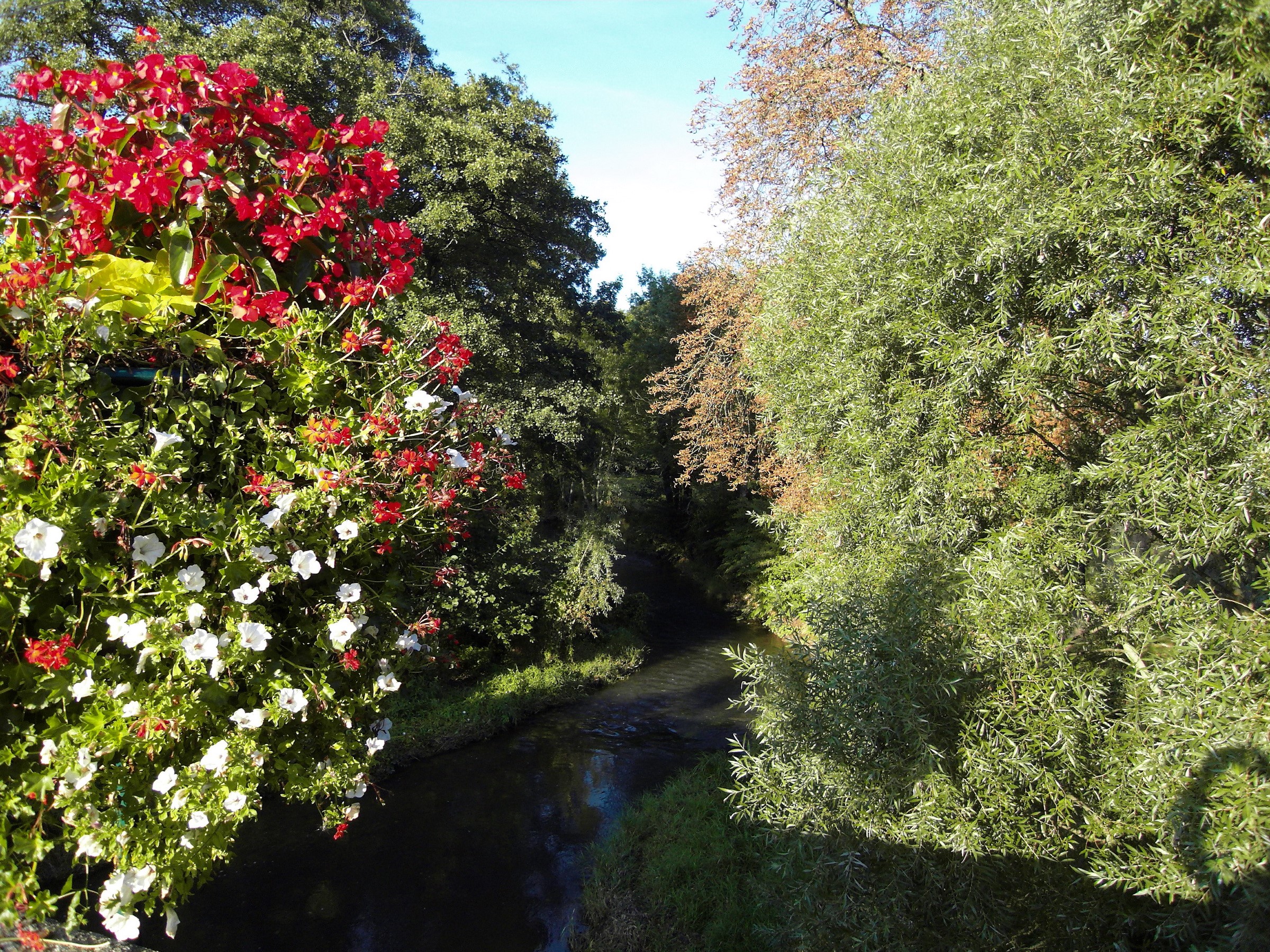 Hanging flowers and a river in a forest HD Wallpaper