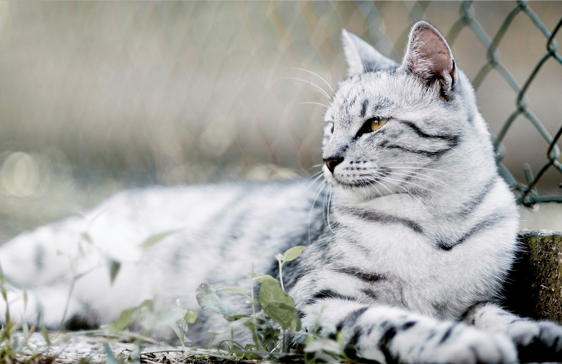 A silver tabby cat lies on the ground HD Wallpaper