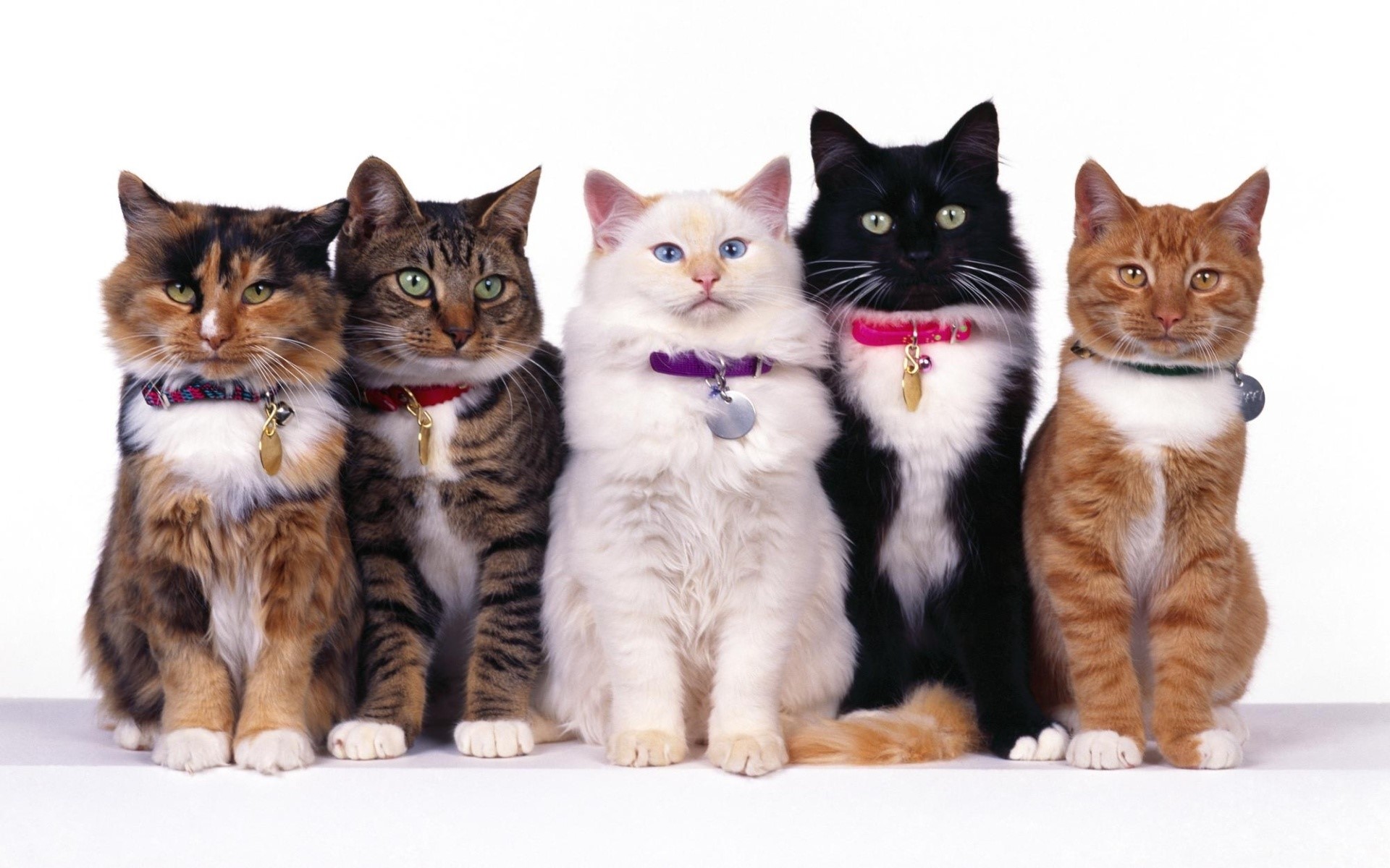 Five cats sitting in a row HD Wallpaper