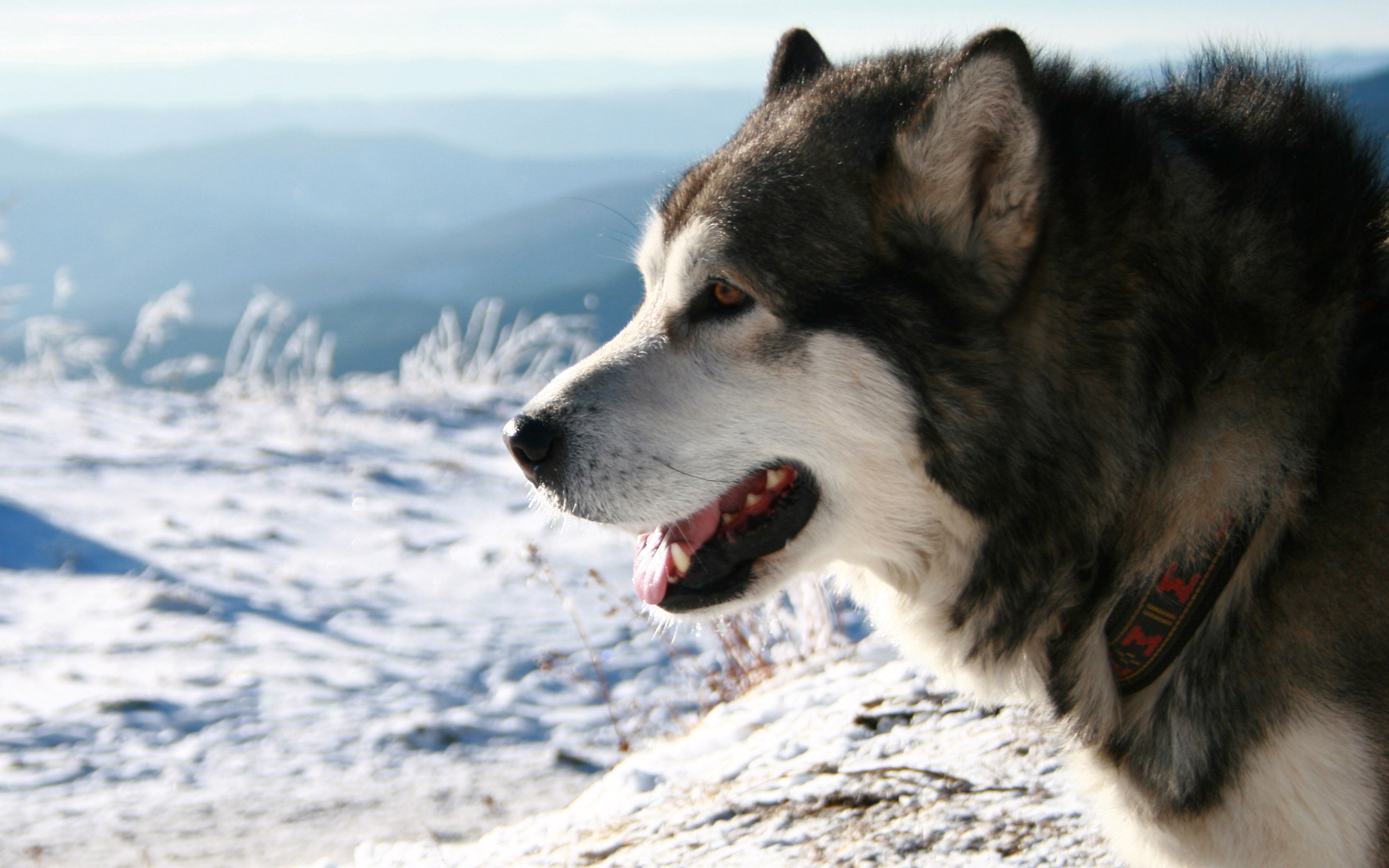 Alaskan Malamute dog in a snowy mountain landscape HD Wallpaper