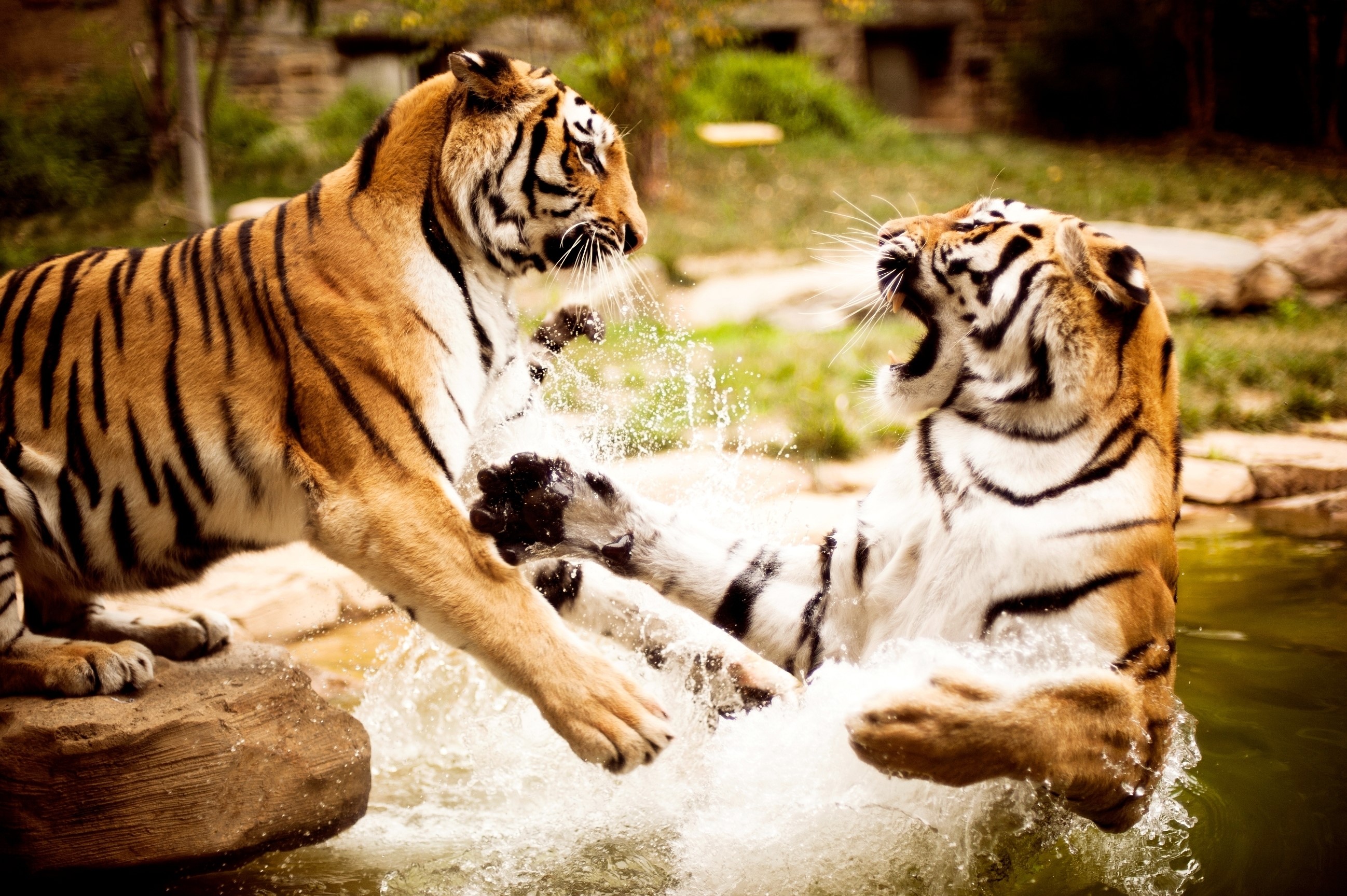 Two tigers fighting in water HD Wallpaper