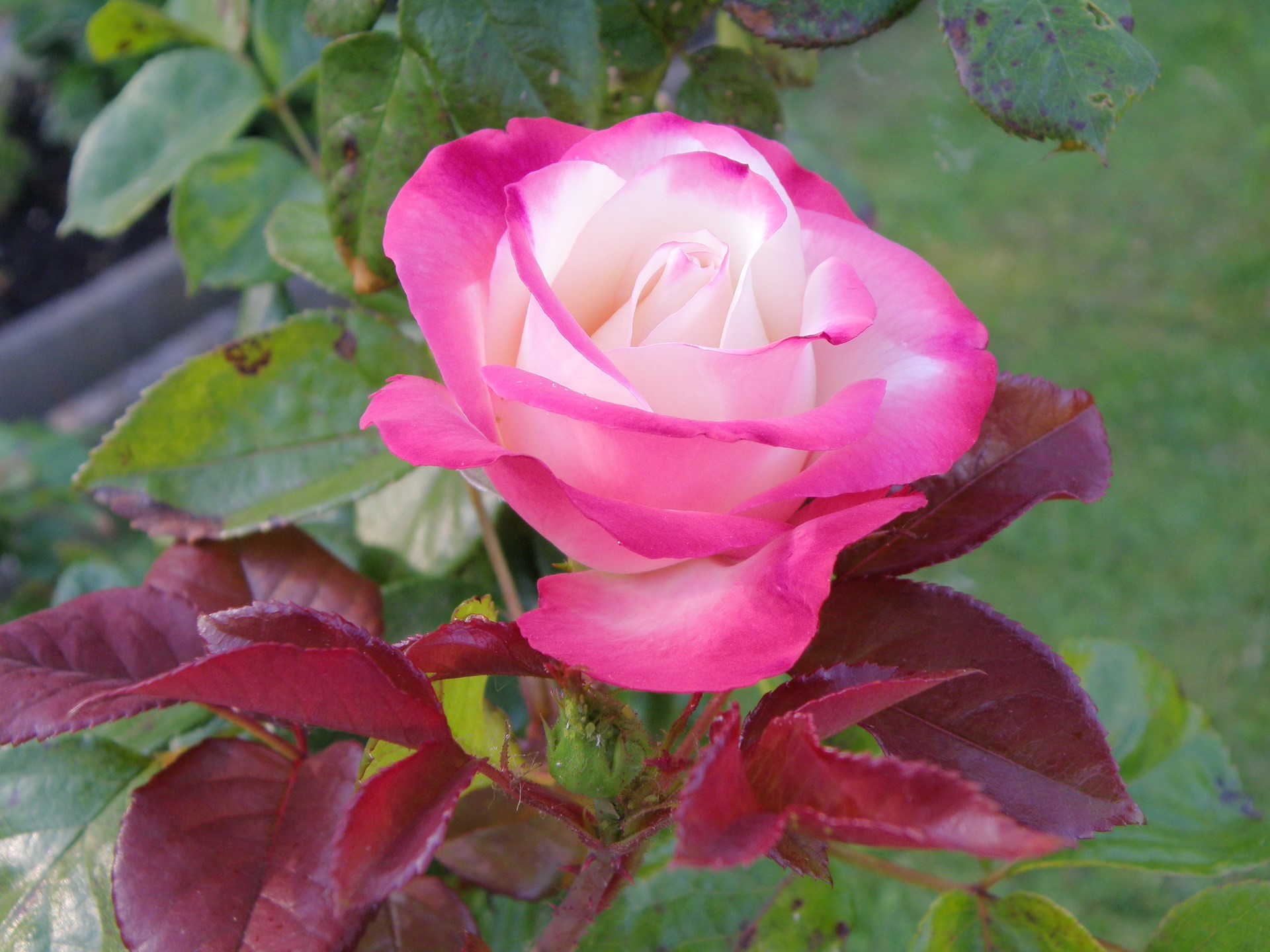 Pink and white rose with dark red leaves HD Wallpaper