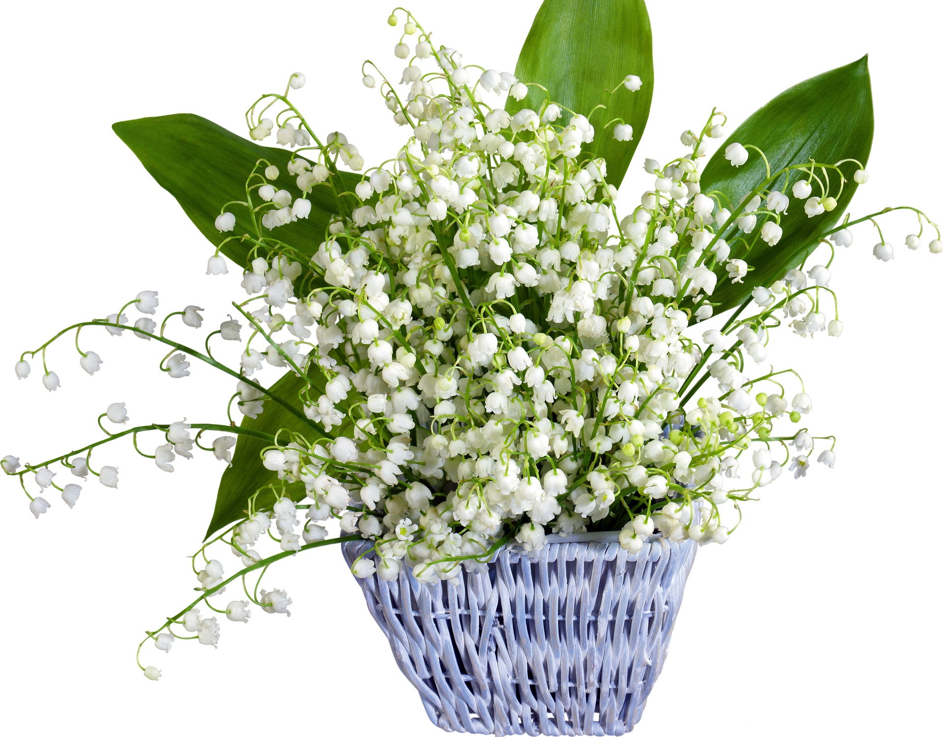 Lily of the valley flowers in a basket HD Wallpaper