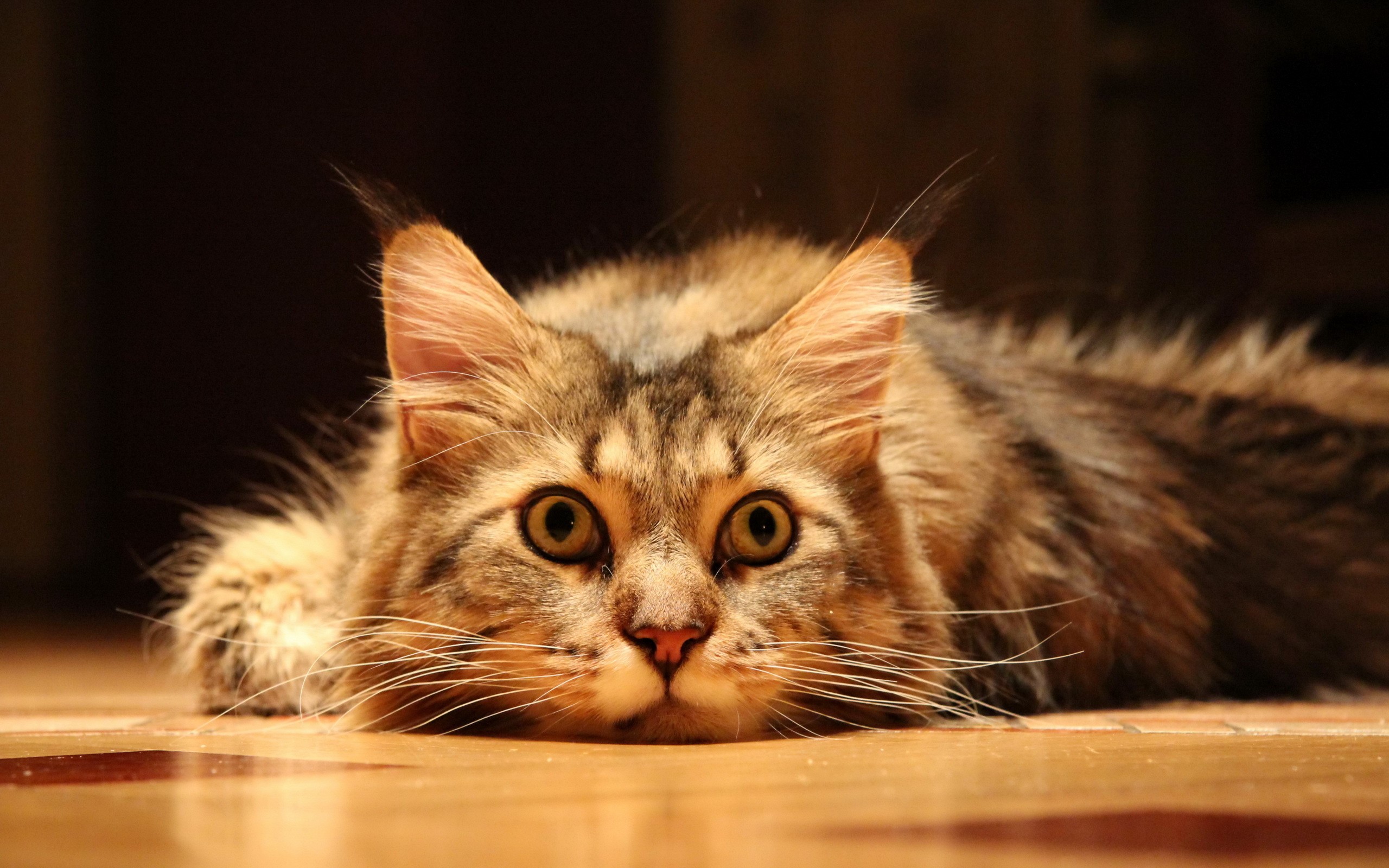 A fluffy tabby cat lies on a wooden floor HD Wallpaper