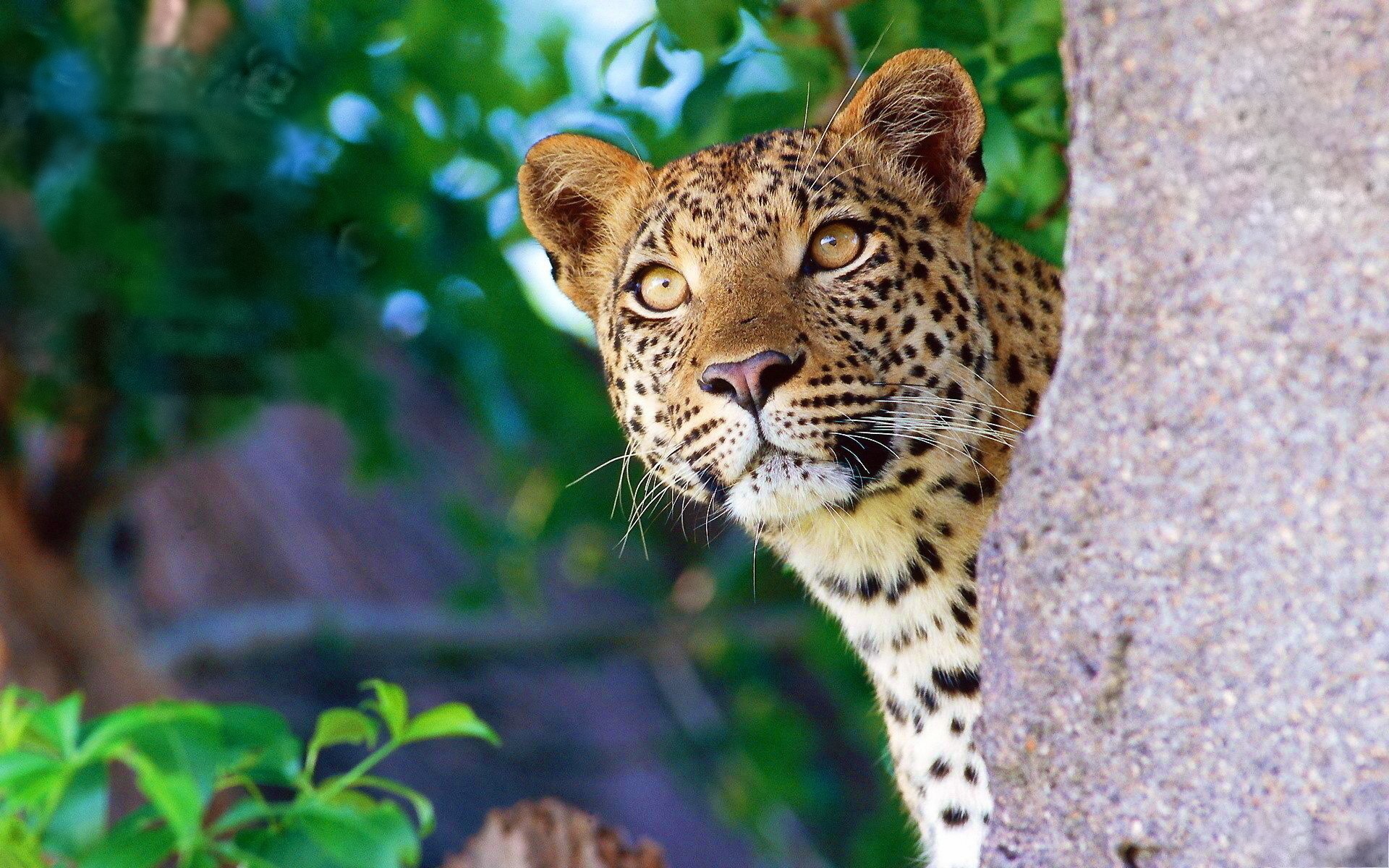 Leopard peeking from behind a tree HD Wallpaper