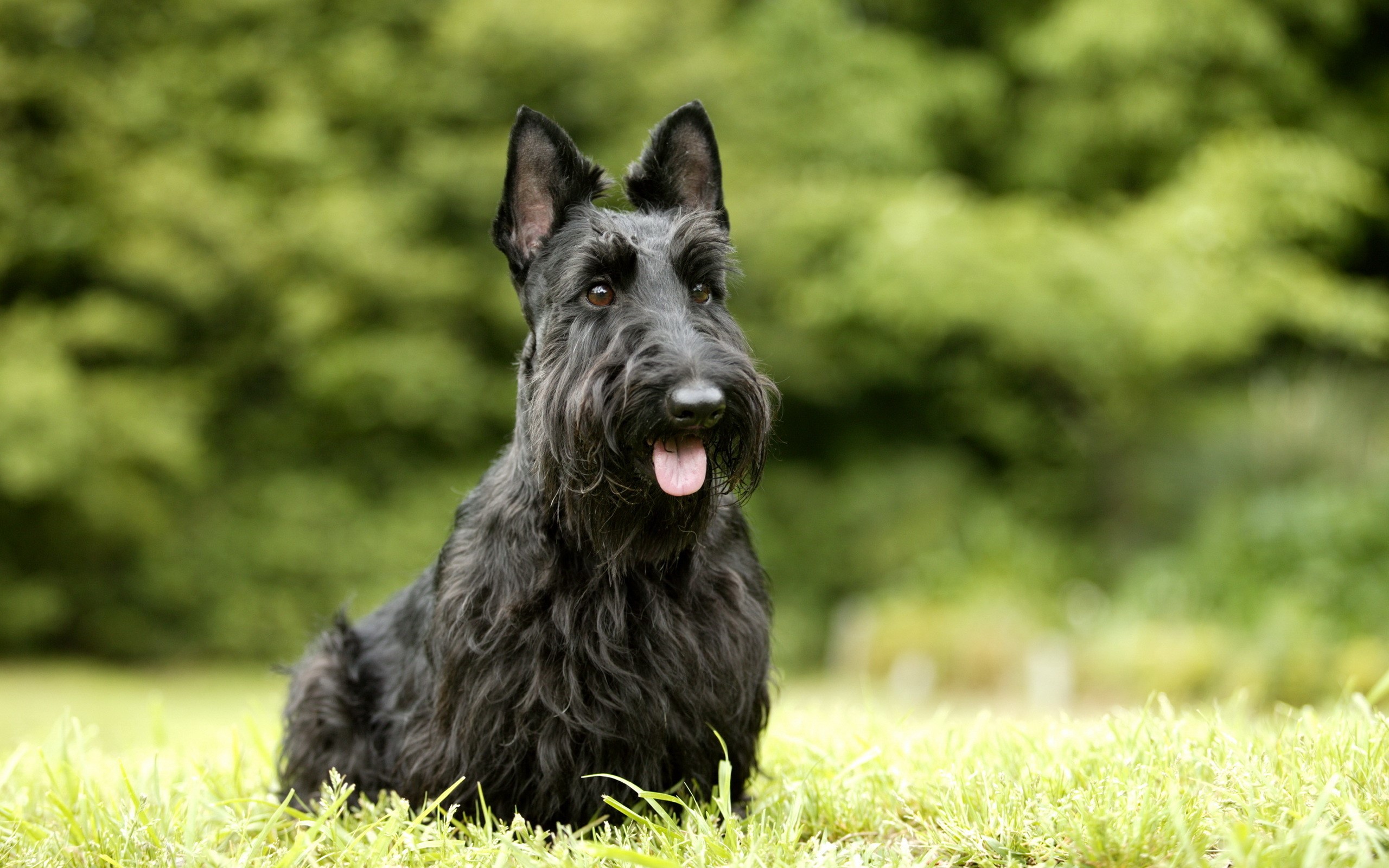 Black Scottish Terrier sitting in grass HD Wallpaper