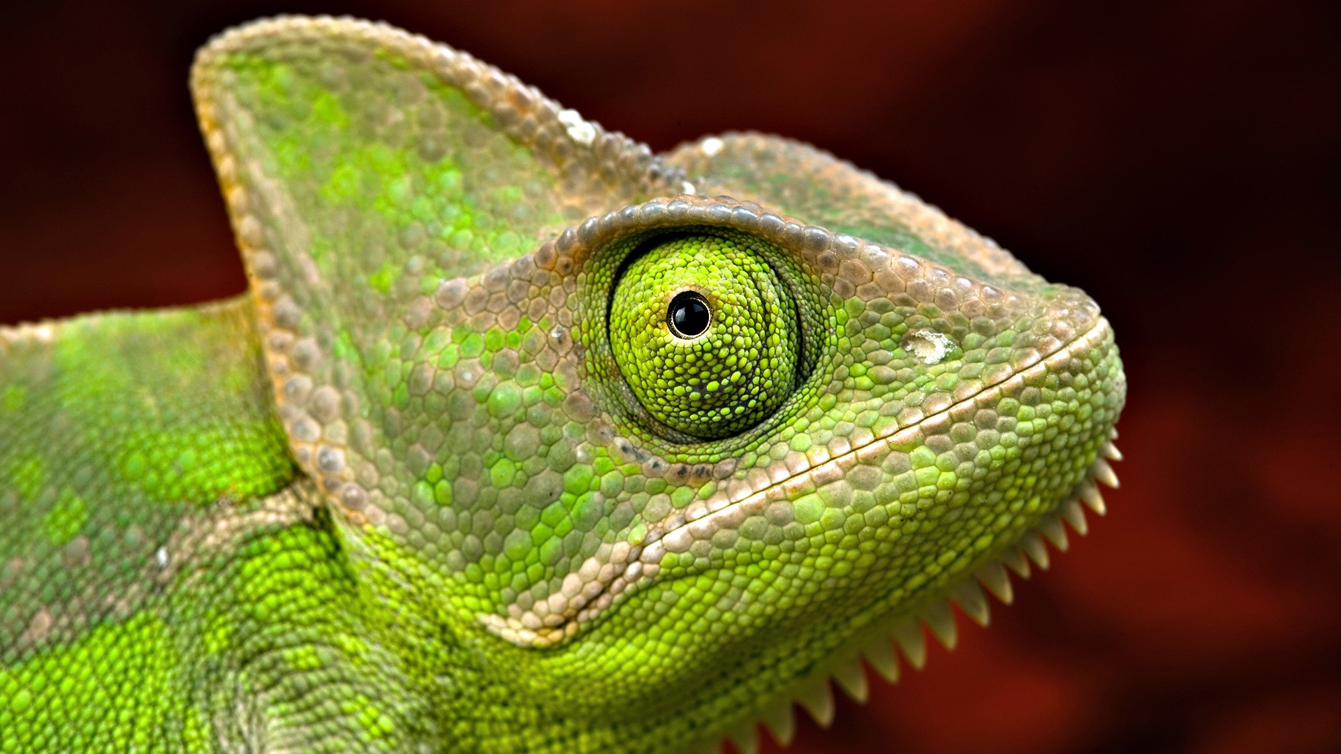 Close-up of a green chameleon's head HD Wallpaper