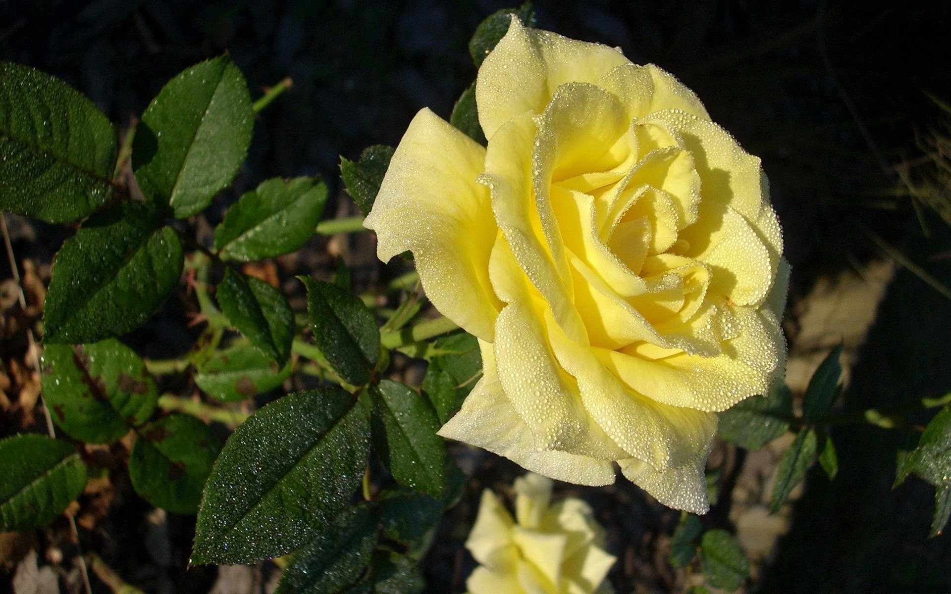 Yellow rose with dew drops and green leaves HD Wallpaper