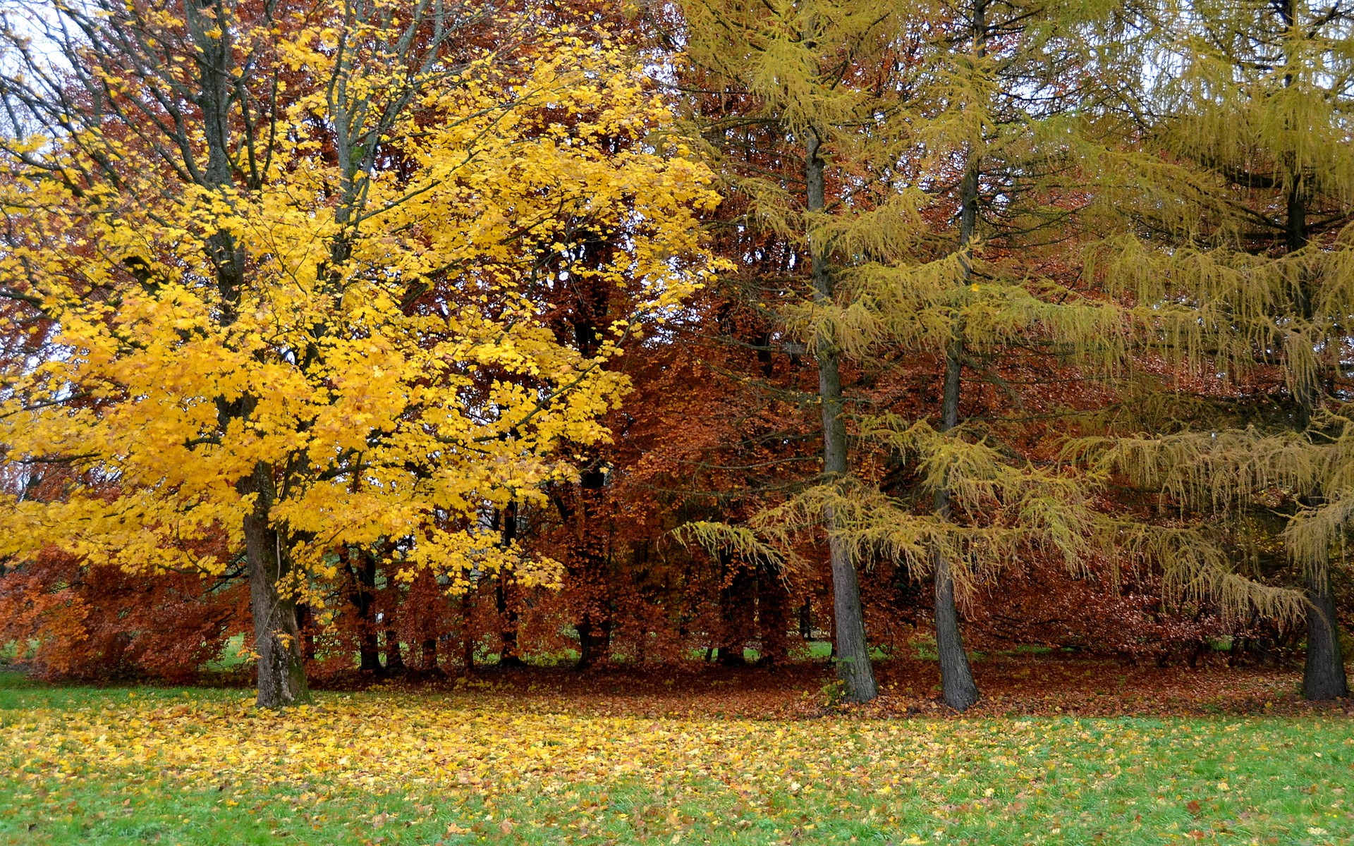 Autumn trees with yellow and brown leaves HD Wallpaper