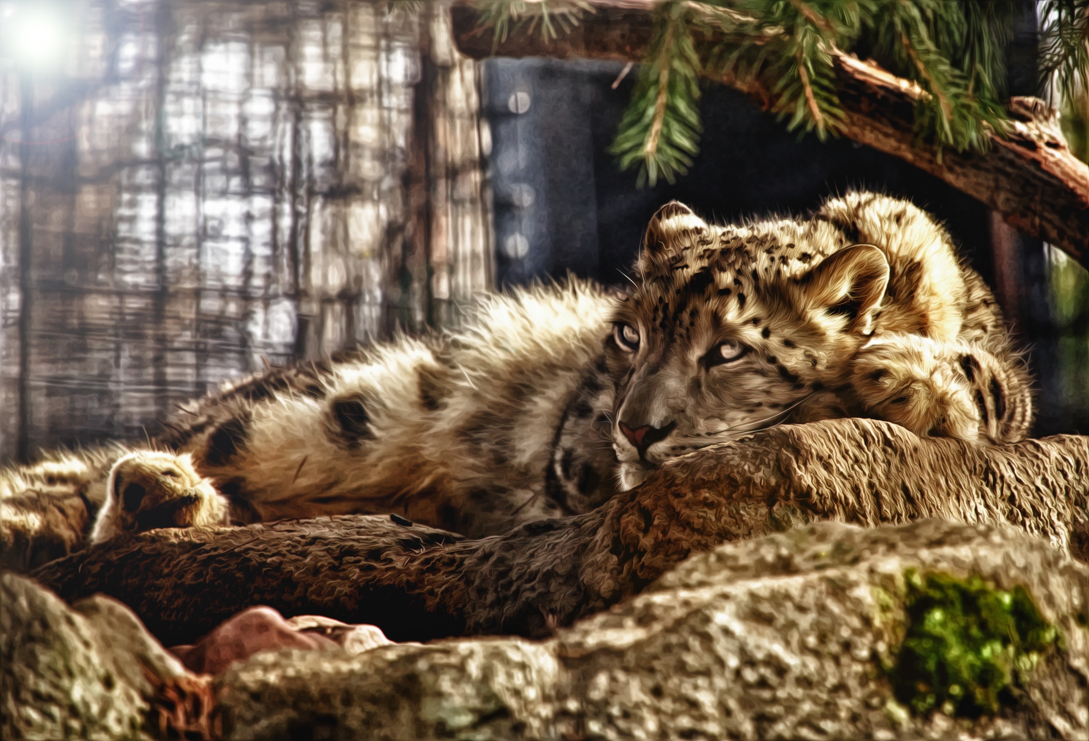 Snow leopard resting on rocks under a tree HD Wallpaper