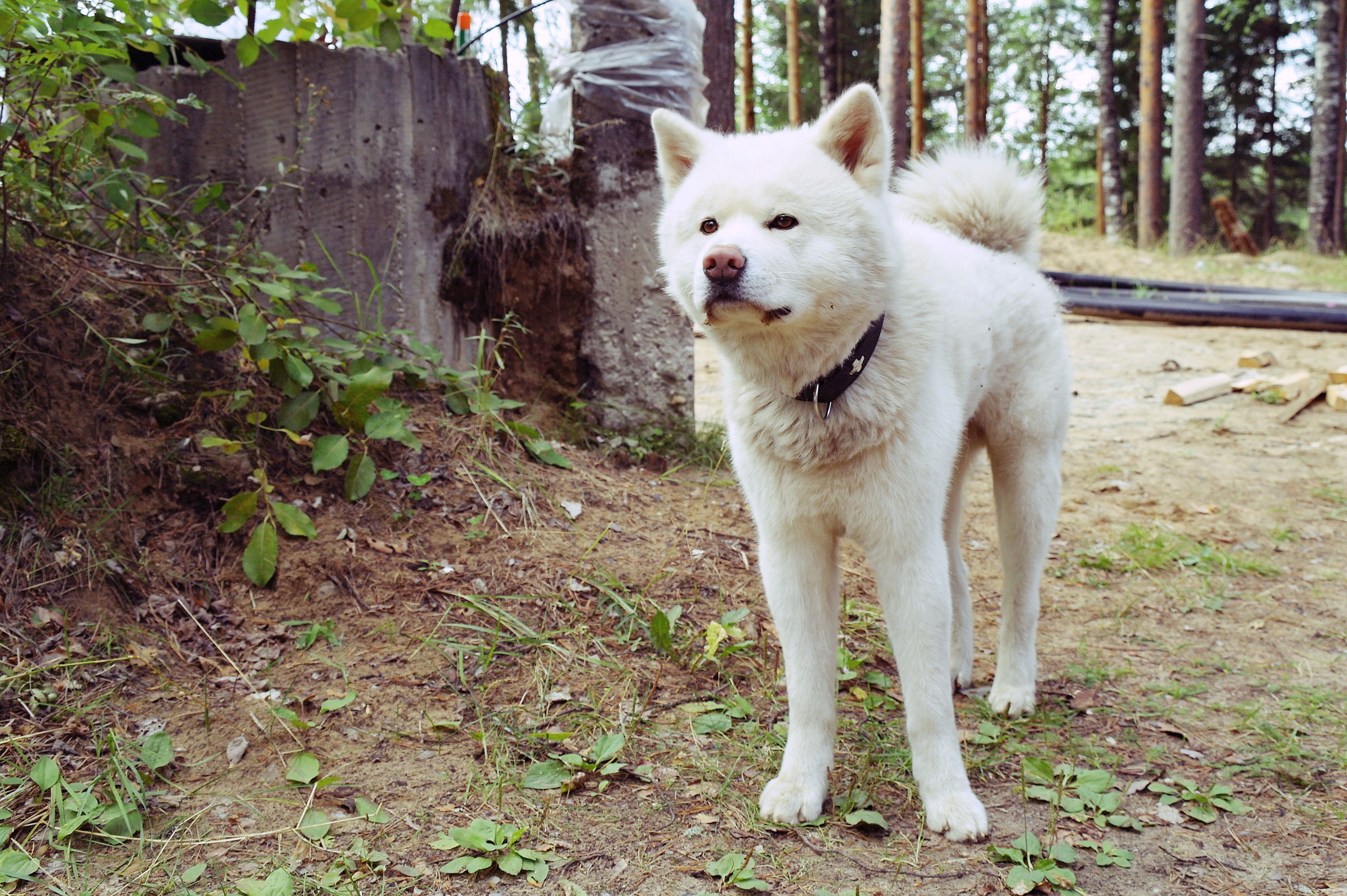 White Akita Dog Standing Outdoors HD Wallpaper